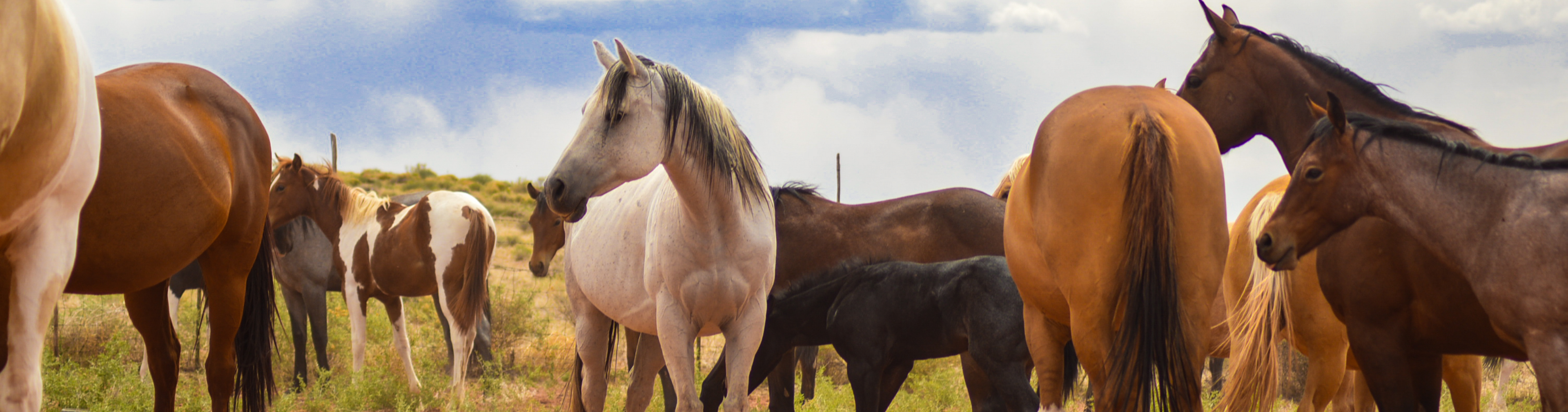 Quarter Horse Mares