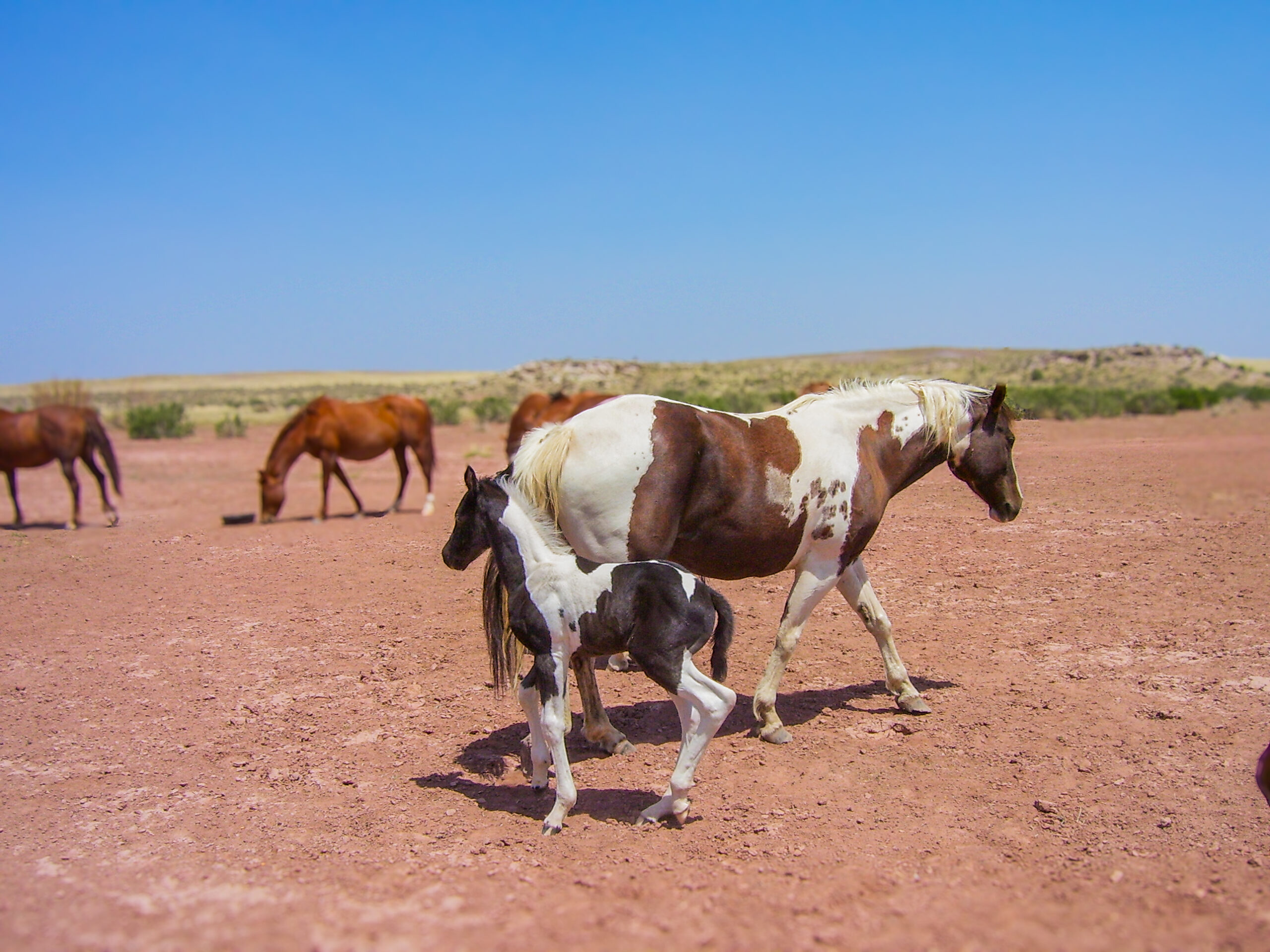 APHA Brown Tobiano Mare