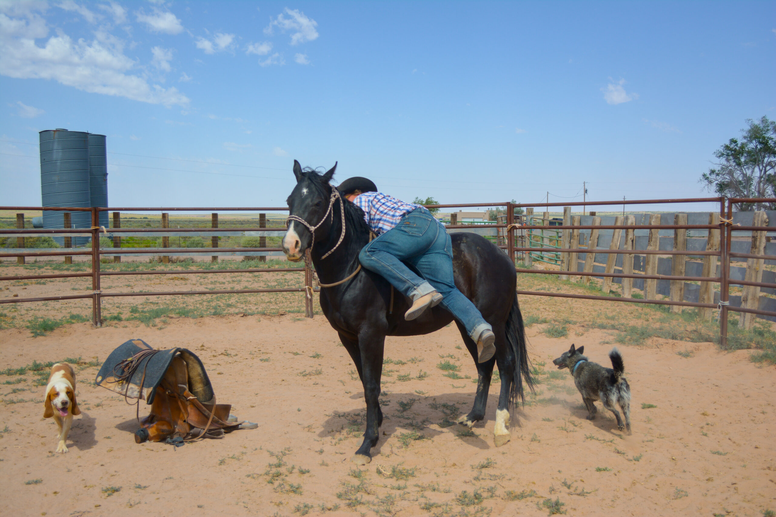 Darky AQHA Black Colt Left View