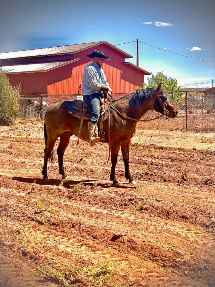 Riding Absolute AQHA Bay Roan Stallion