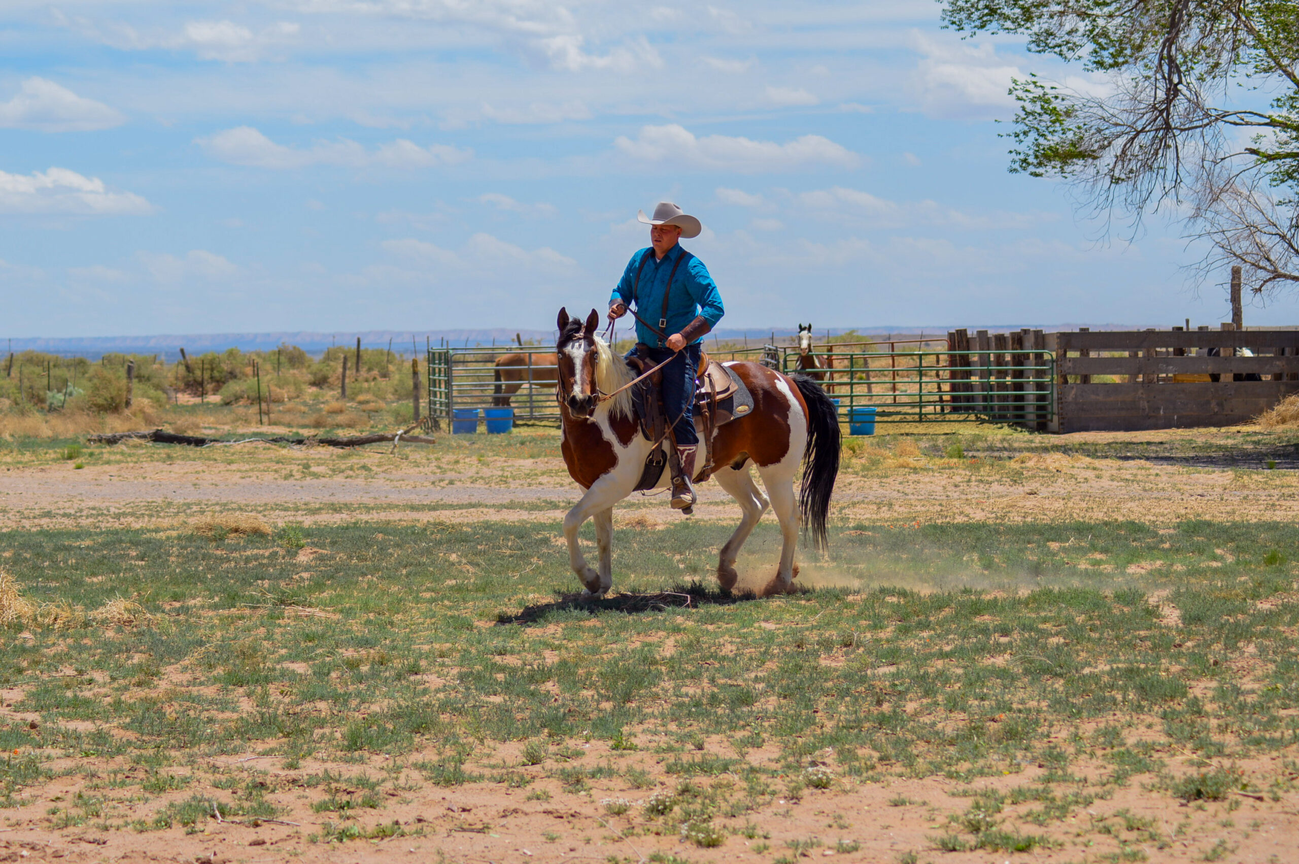 AQHA Bay Tobiano Gelding AQHA Bay Tobiano Gelding