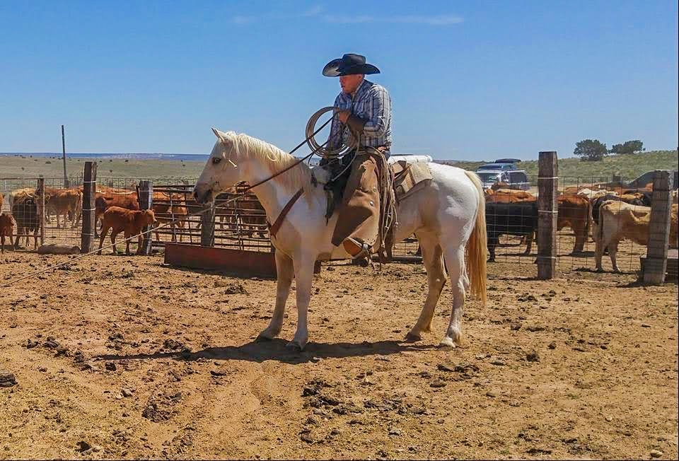 Shakira working cattle APHA Palomino Tobiano Mare working cattle