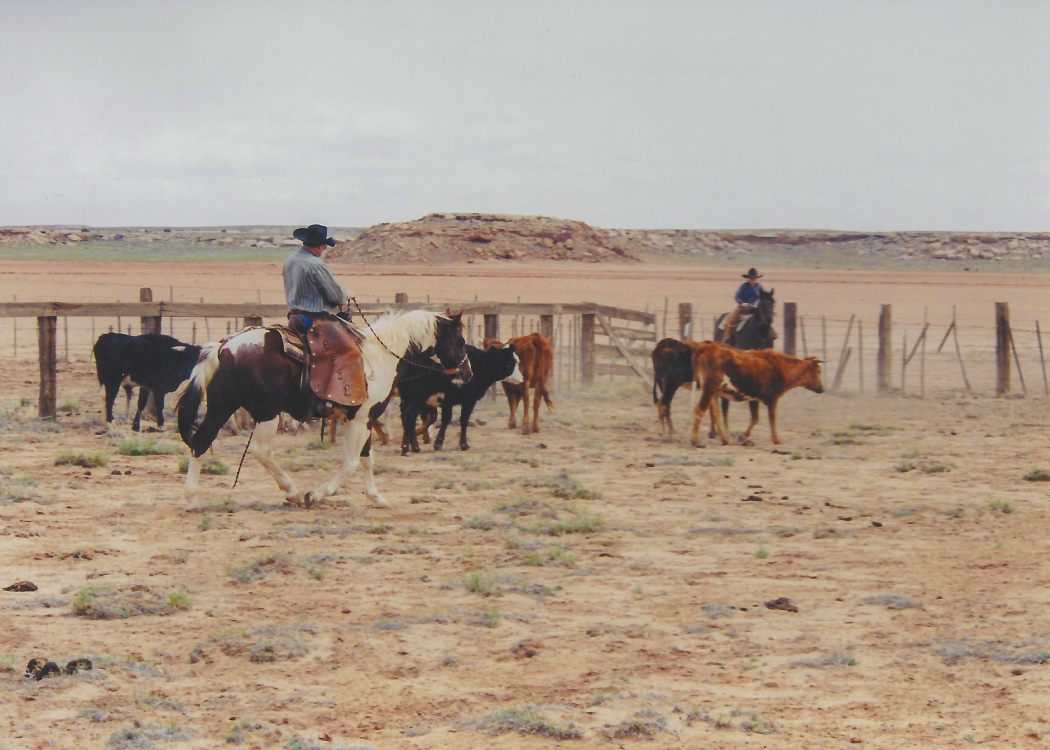 Douglas Working cattle Douglas Working cattle