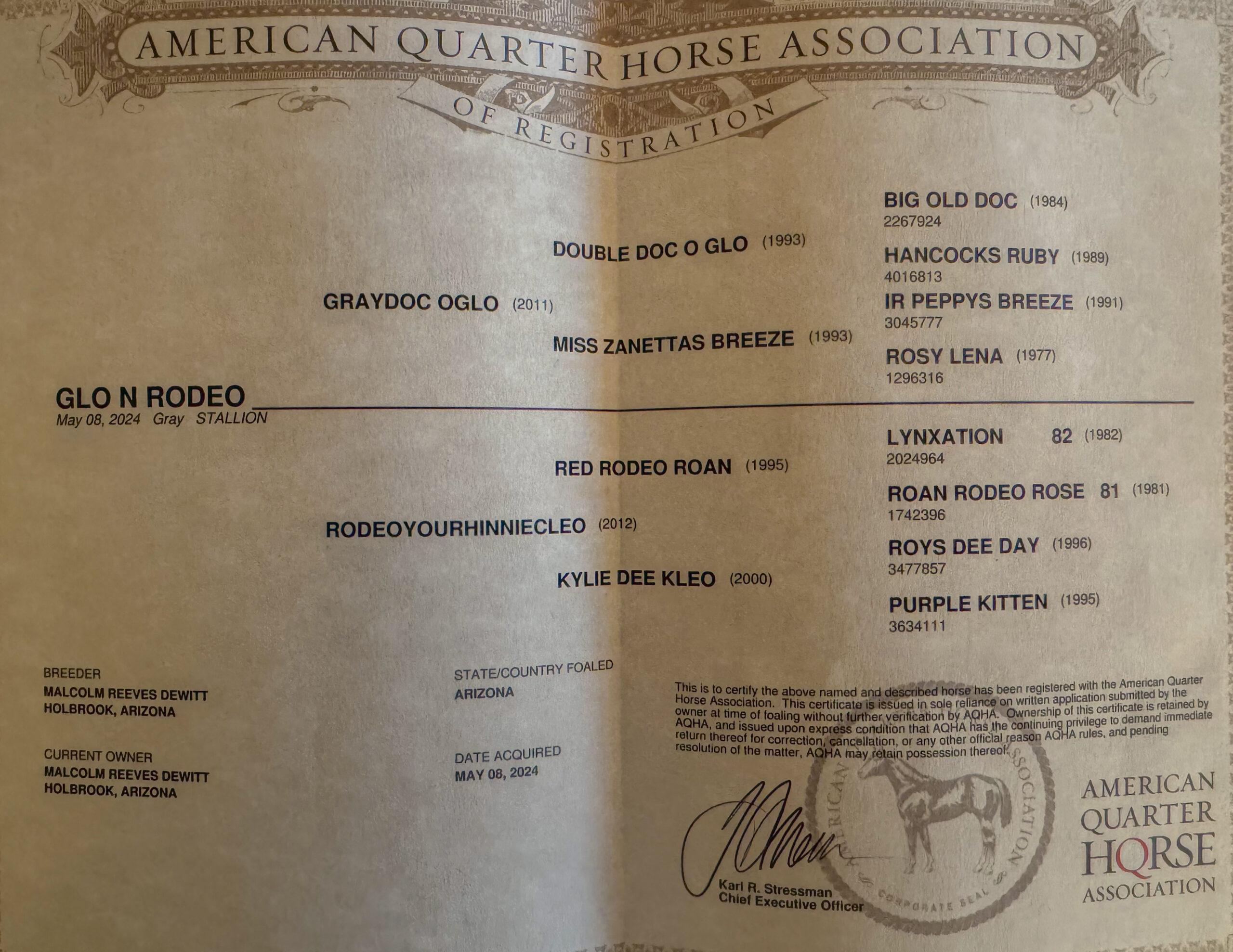 AQHA Gray Colt Registration
