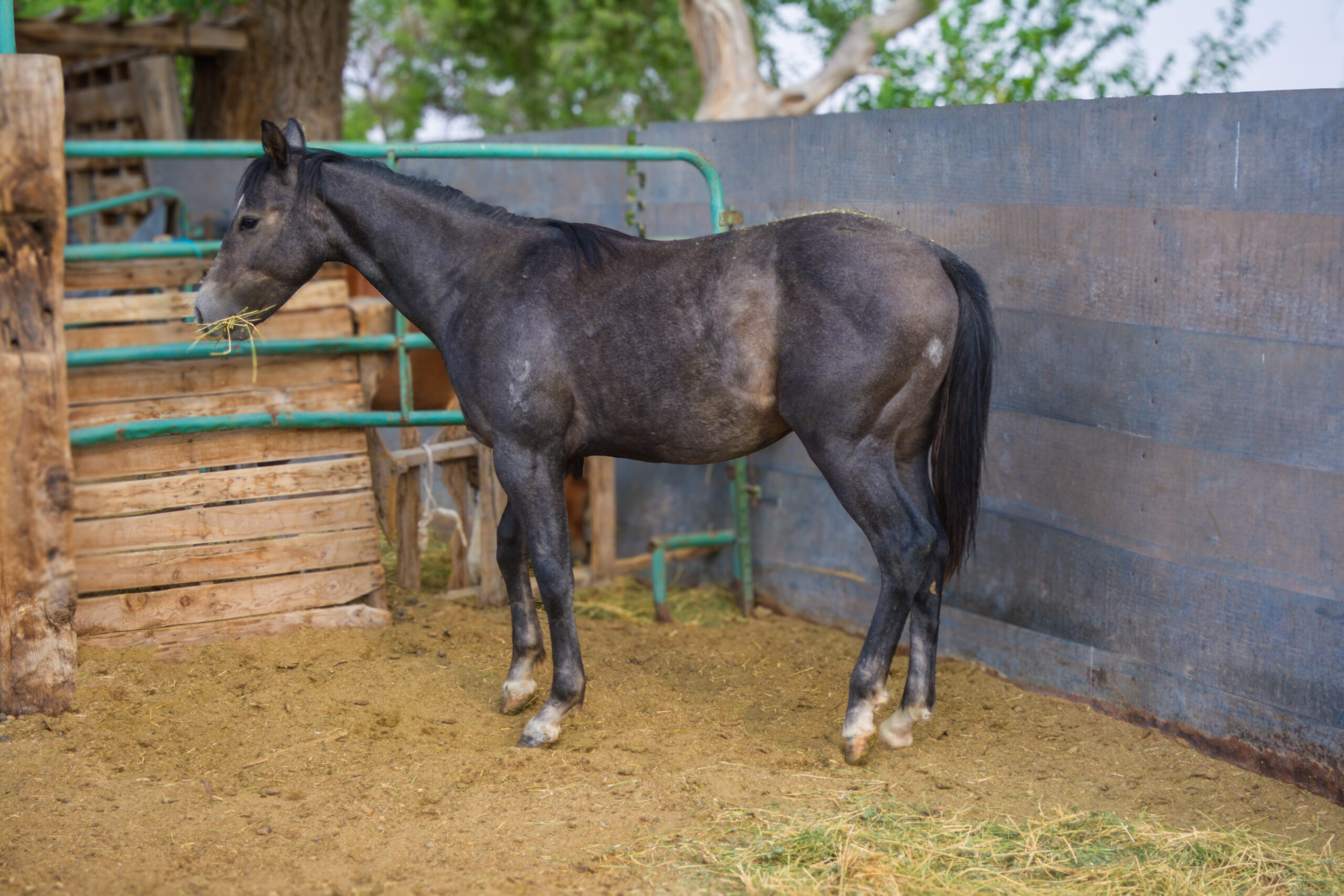 AQHA Gray Colt