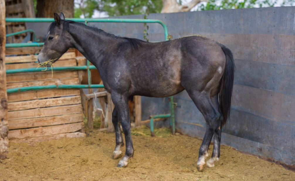 AQHA Gray Colt