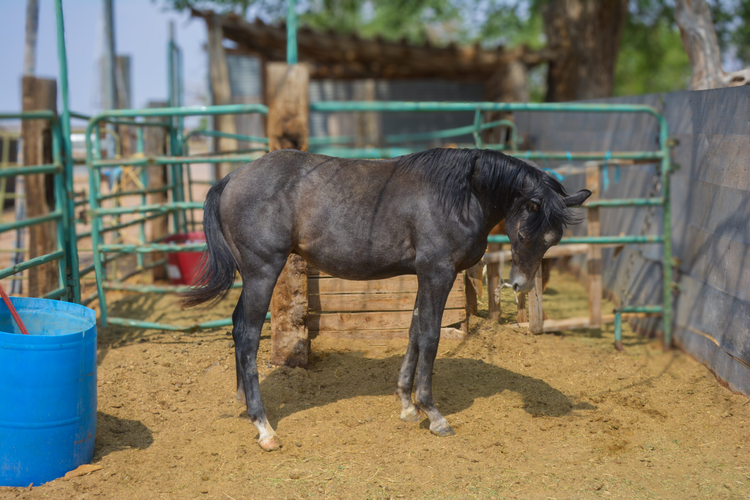 AQHA Gray Colt