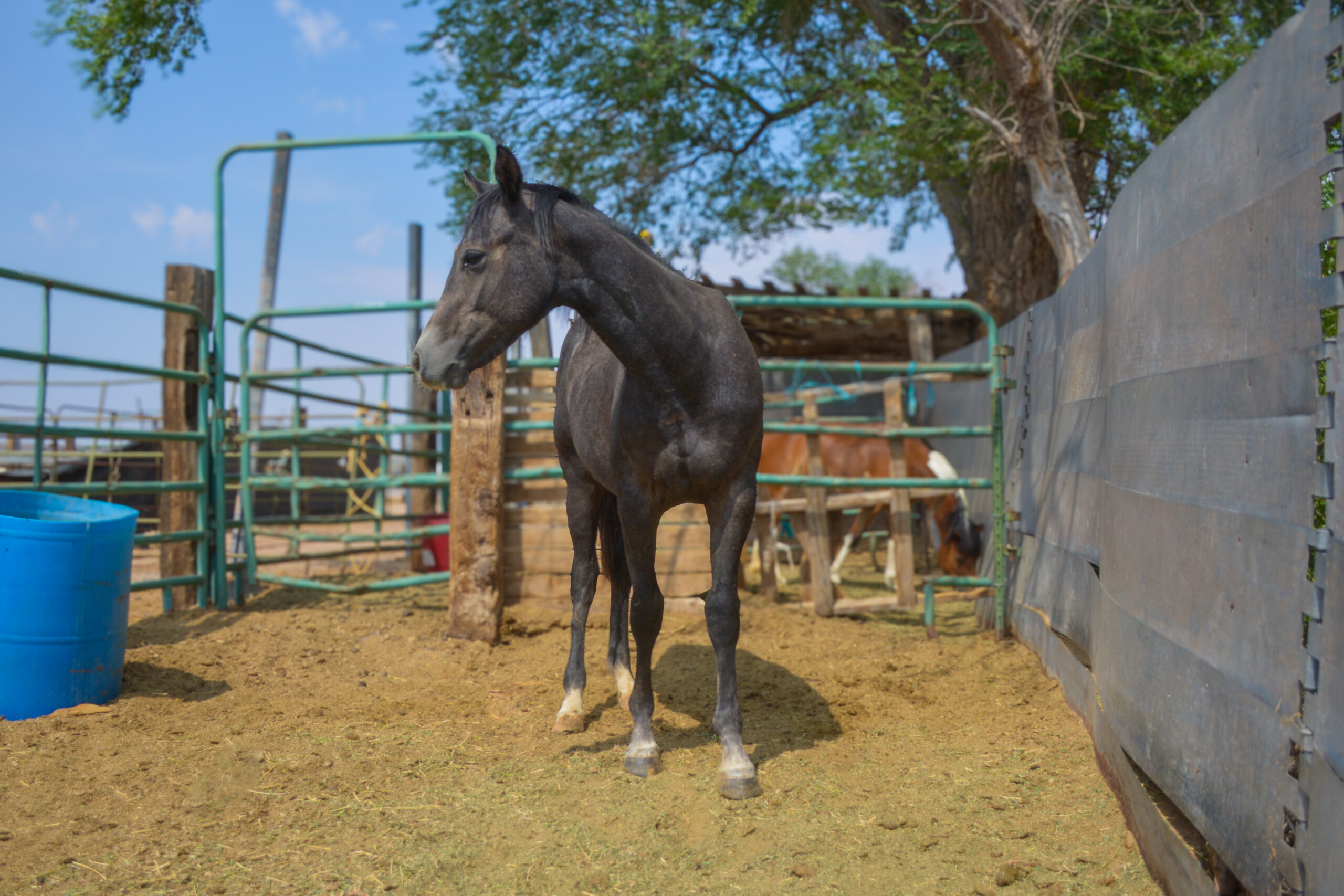 AQHA Gray Colt