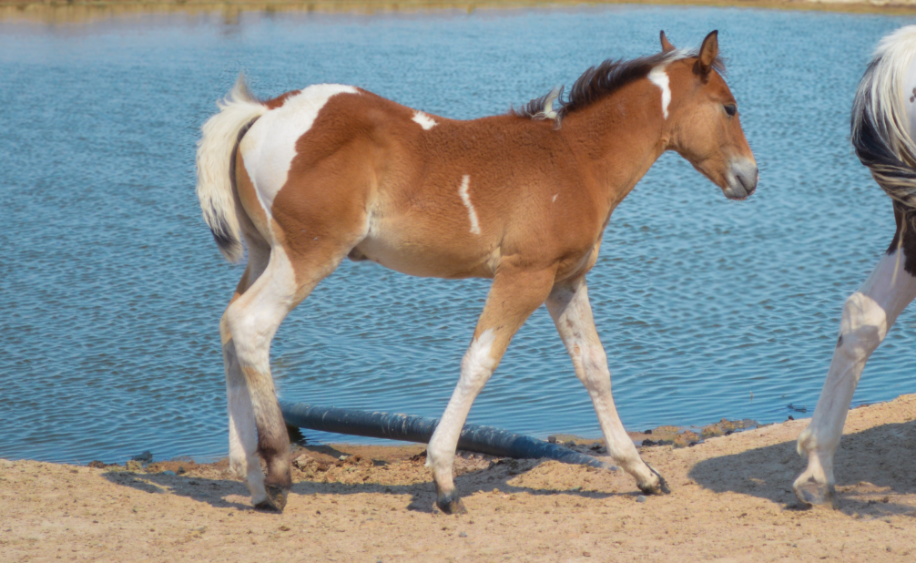 25 April x Agave Filly Glamour Shot 25 April x Agave Filly Glamour Shot