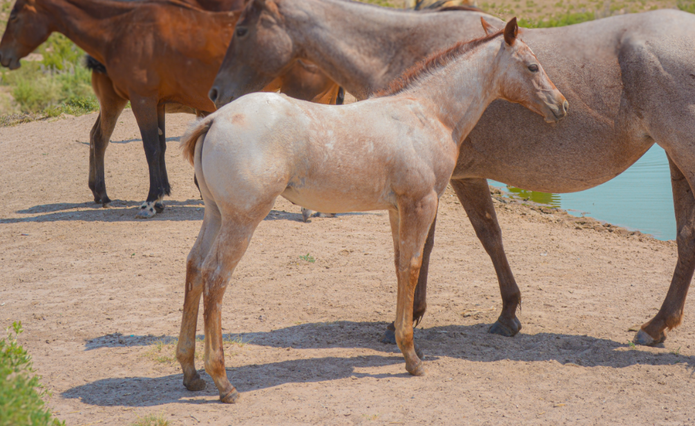 AQHA Strawberry Roan Filly