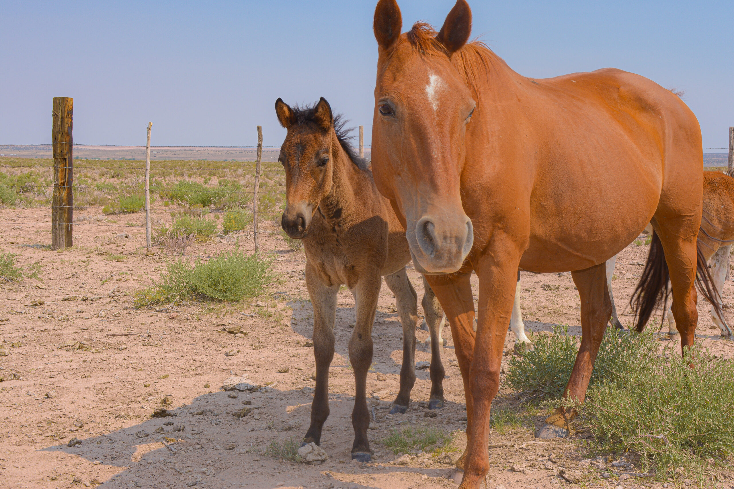 AQHA Brown