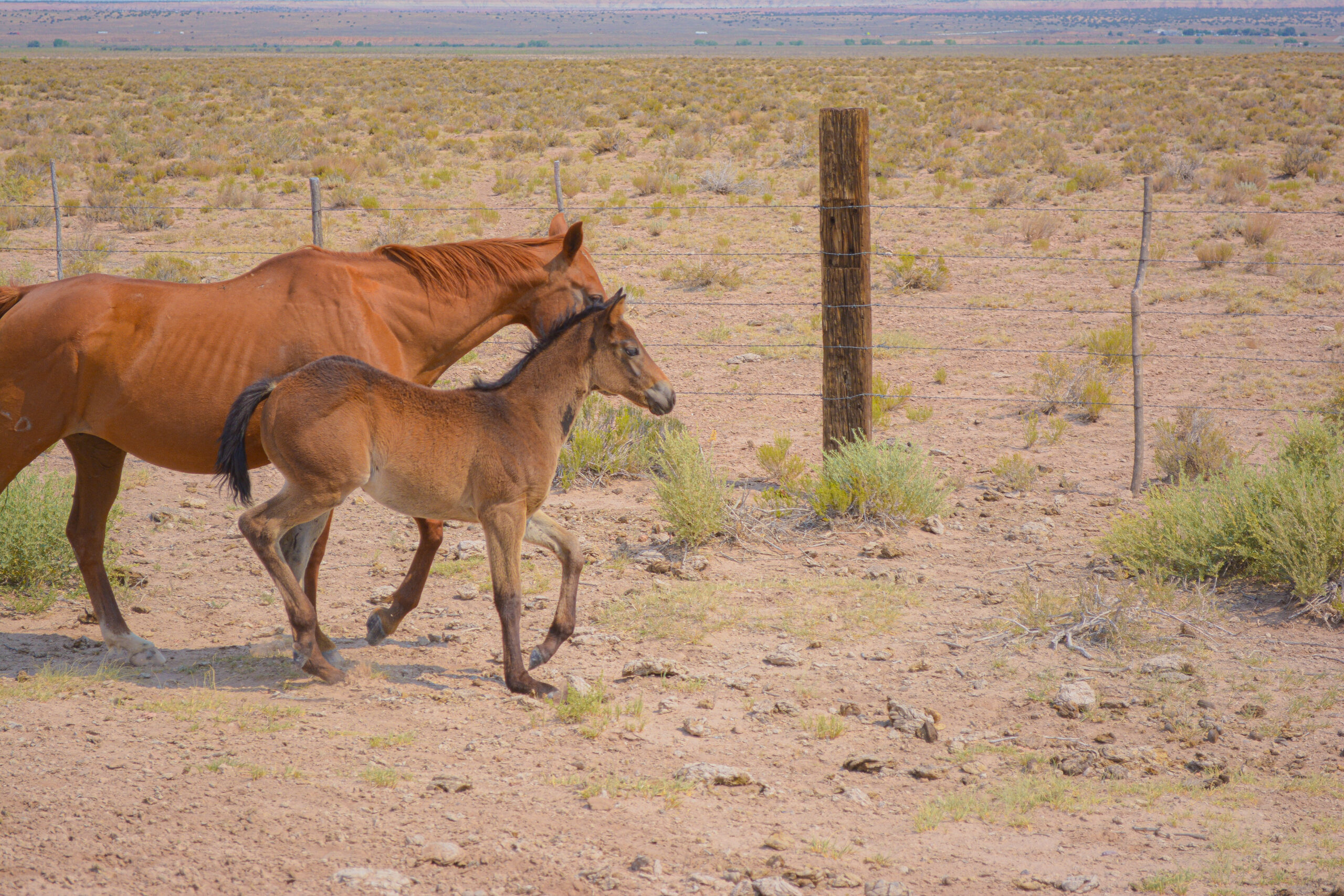 AQHA Brown