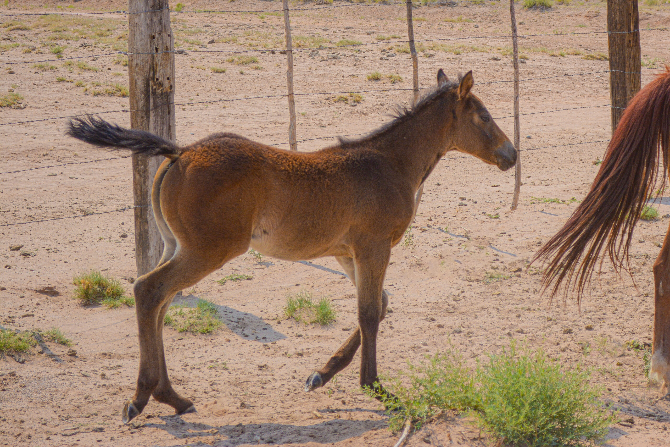 AQHA Brown
