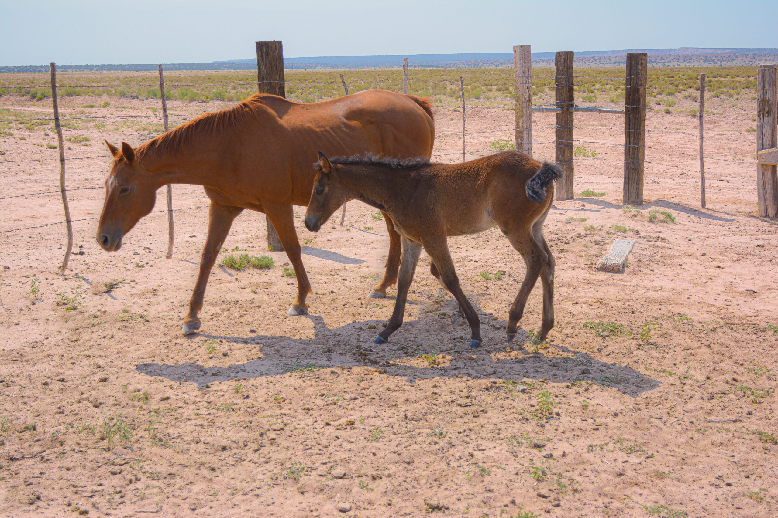 AQHA Brown