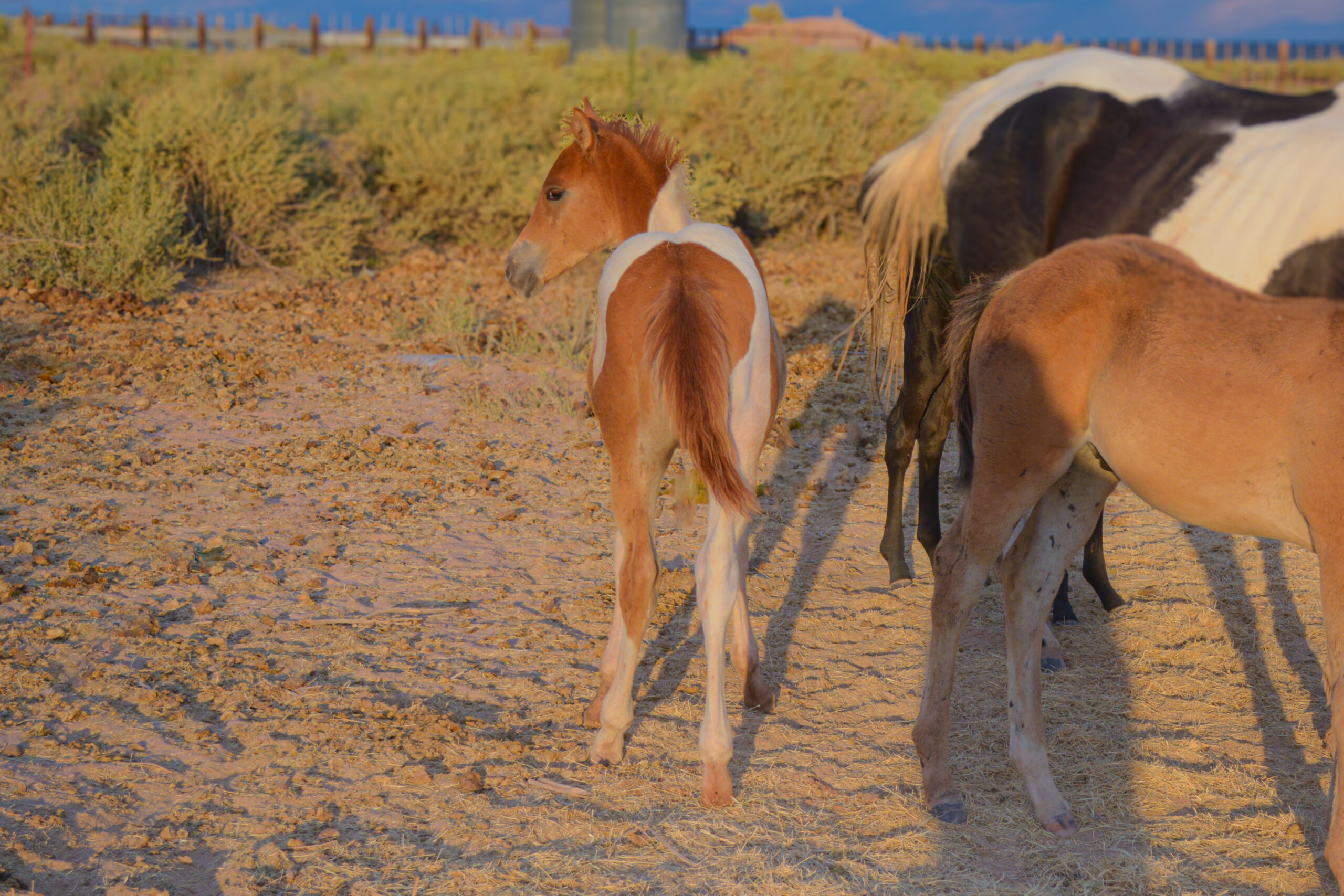25 Shayna x Oso colt-1