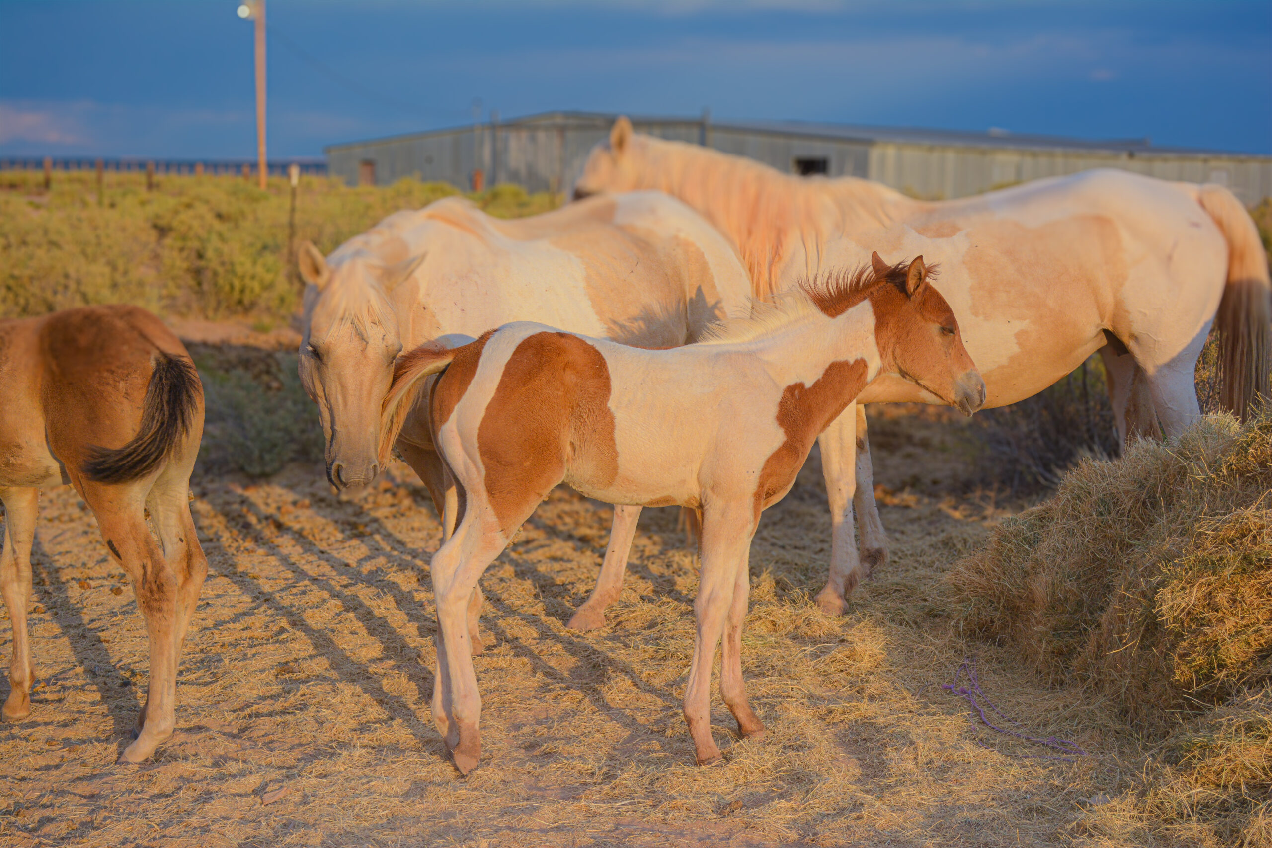 APHA Sorrel Tobiano Colt