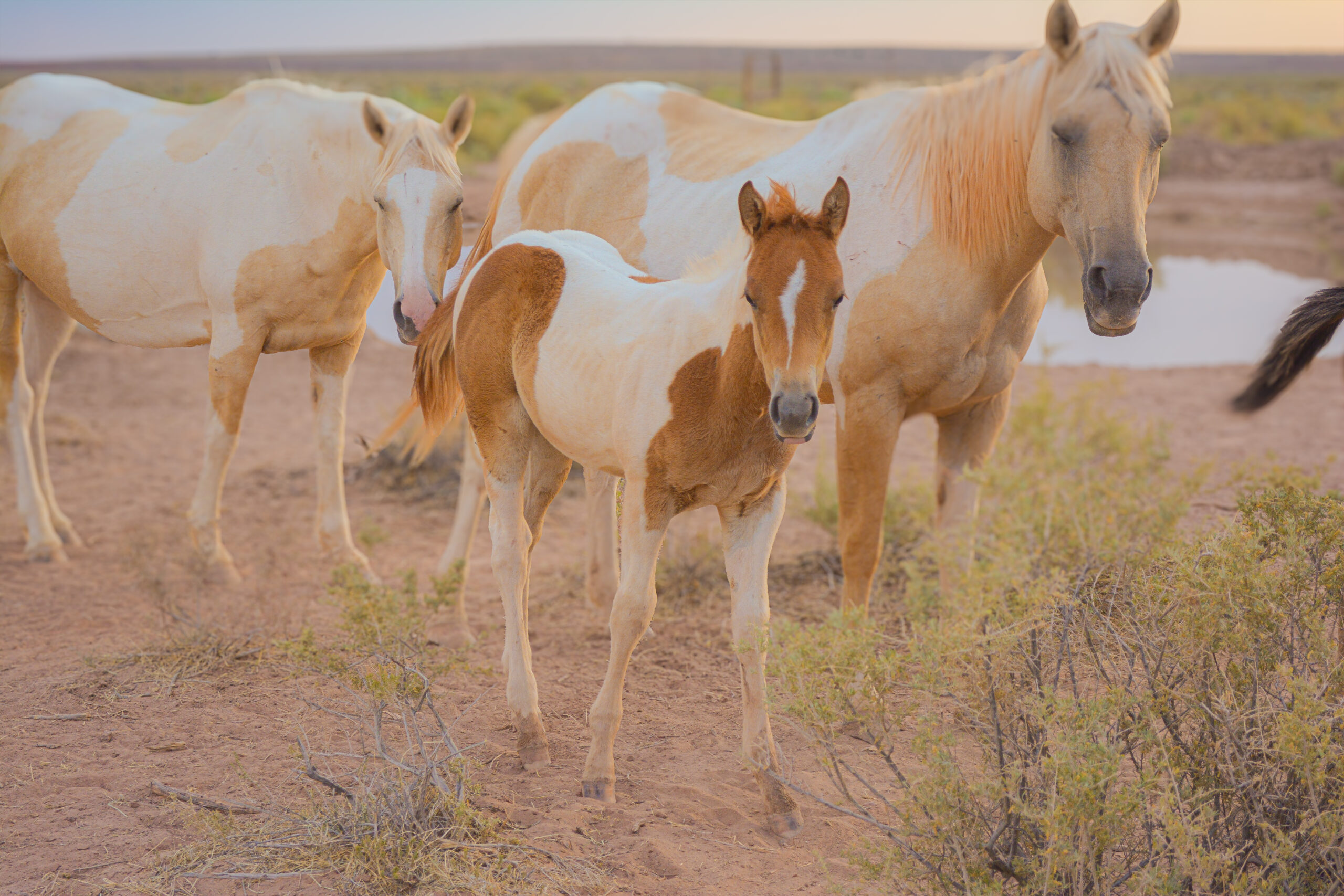 APHA Sorrel Tobiano Colt