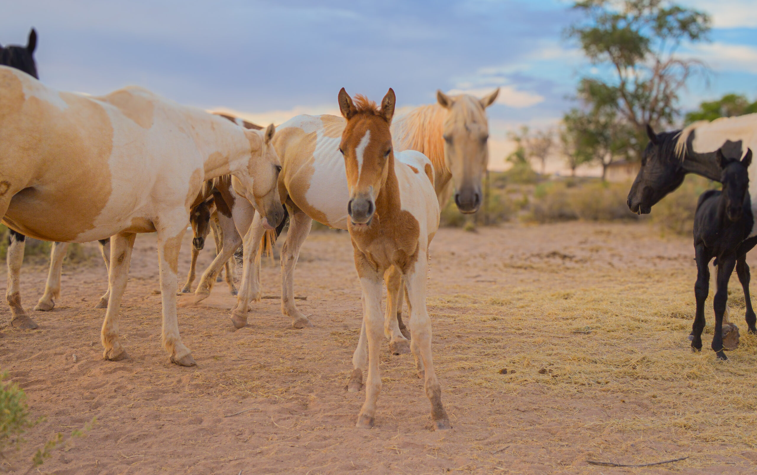 APHA Sorrel Tobiano Colt