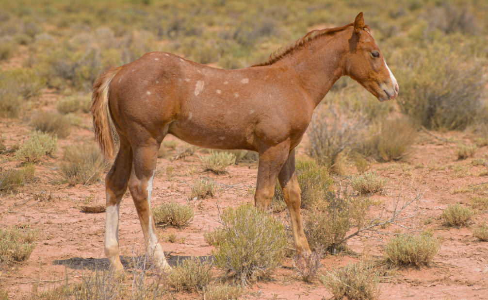 AHQA Gray Sorrel Colt