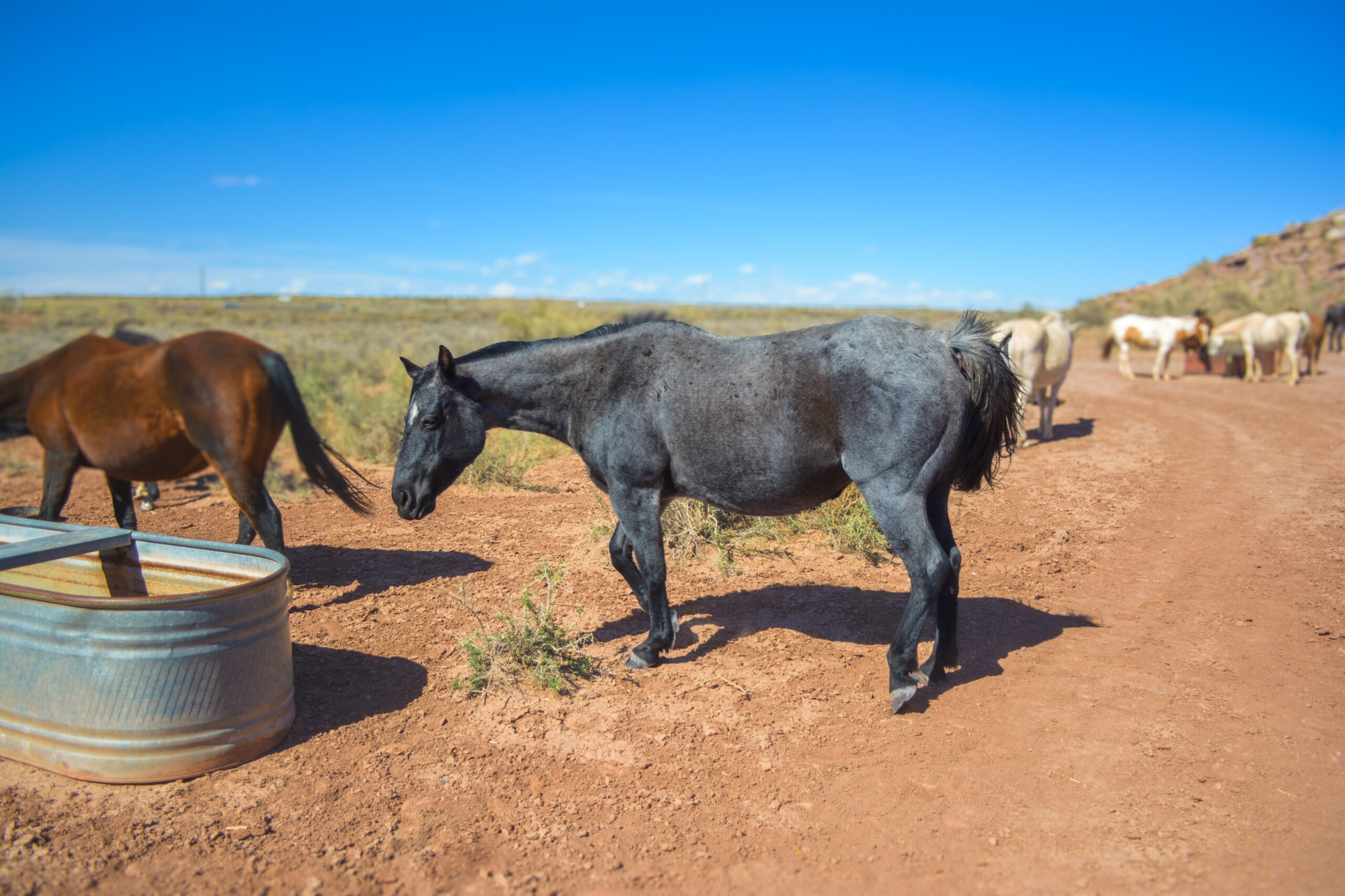 AHQA Blue Roan Mare