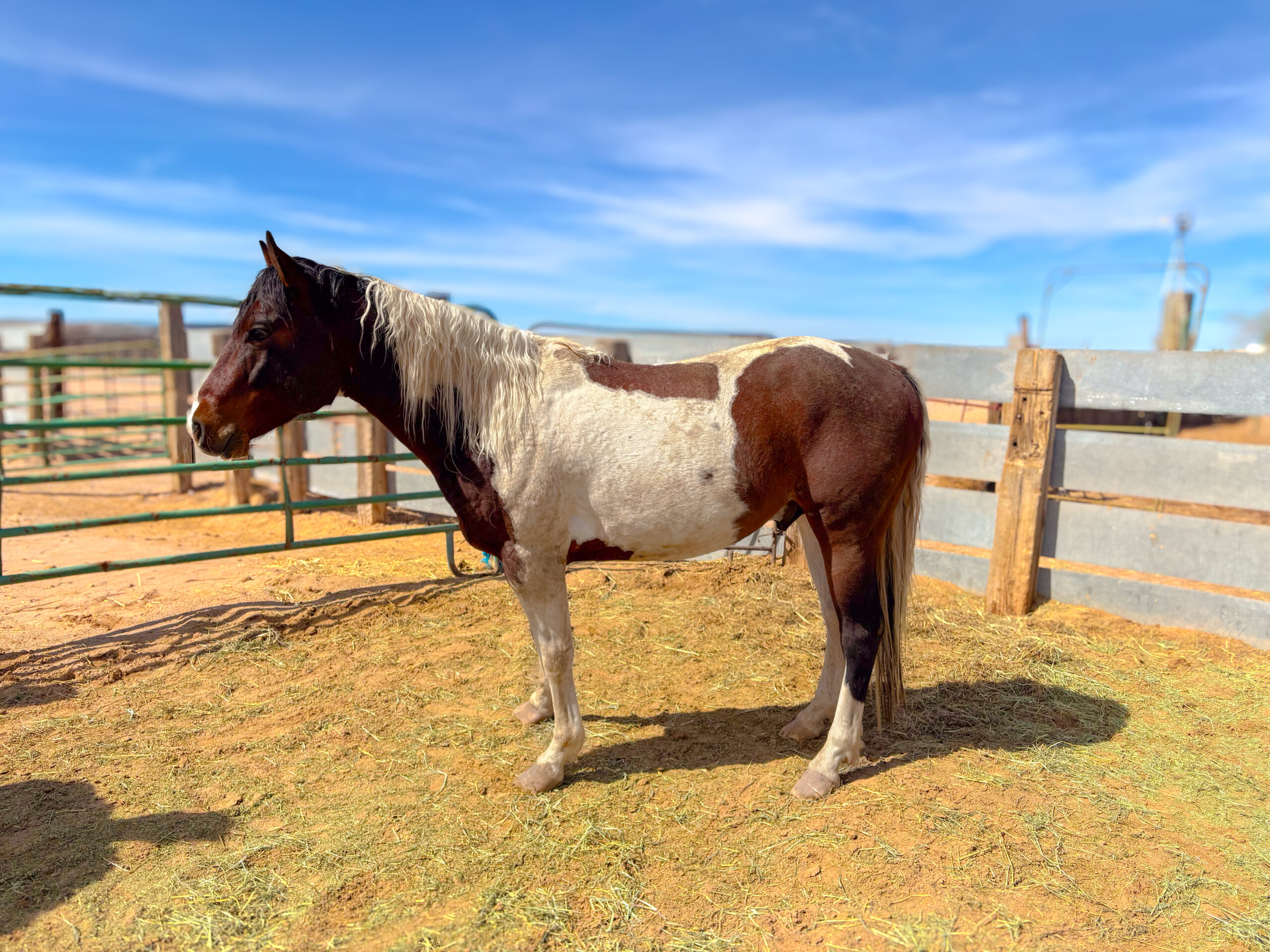 APHA Bay Tobiano Stallion