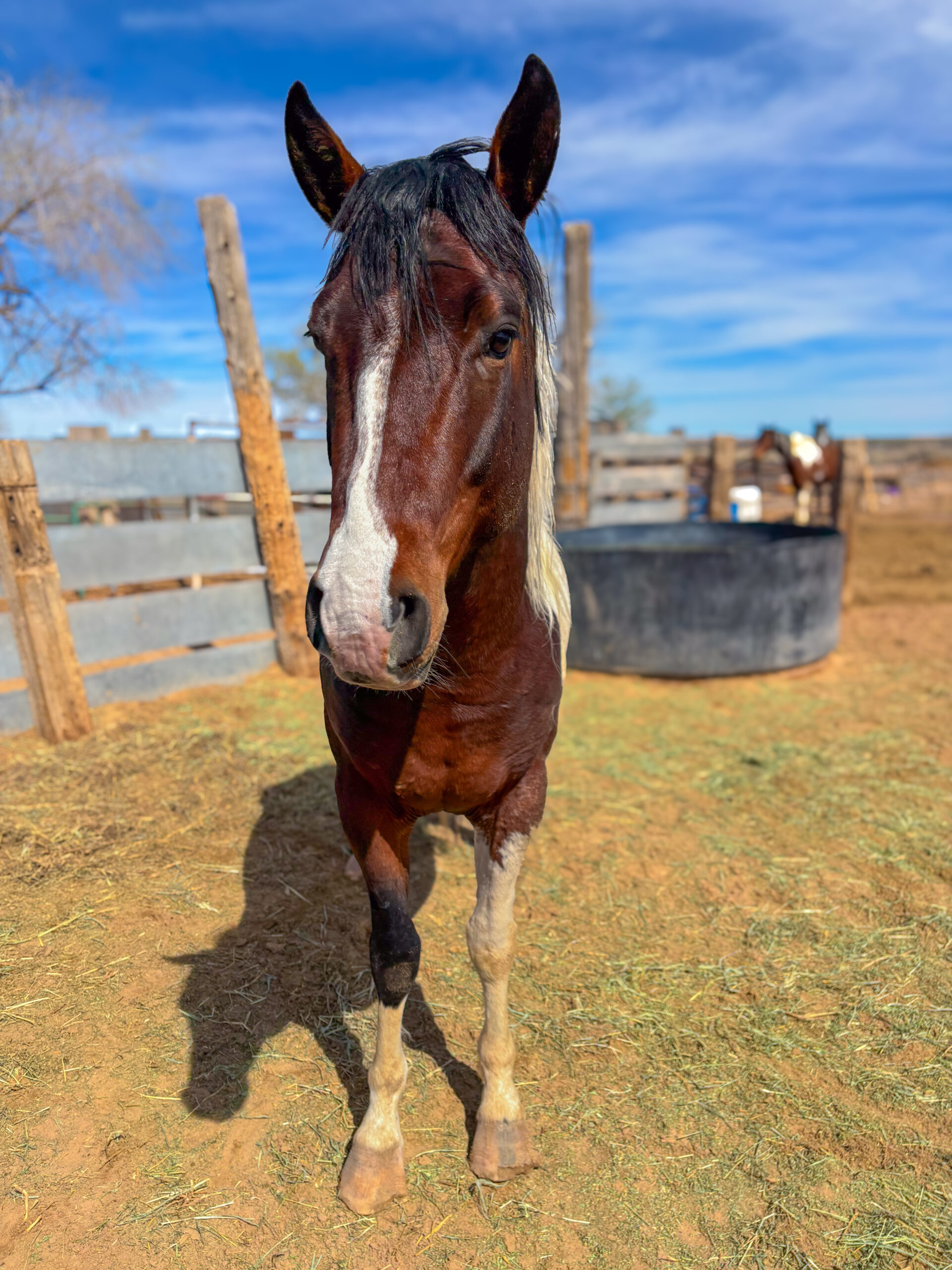 APHA Bay Tobiano Stallion
