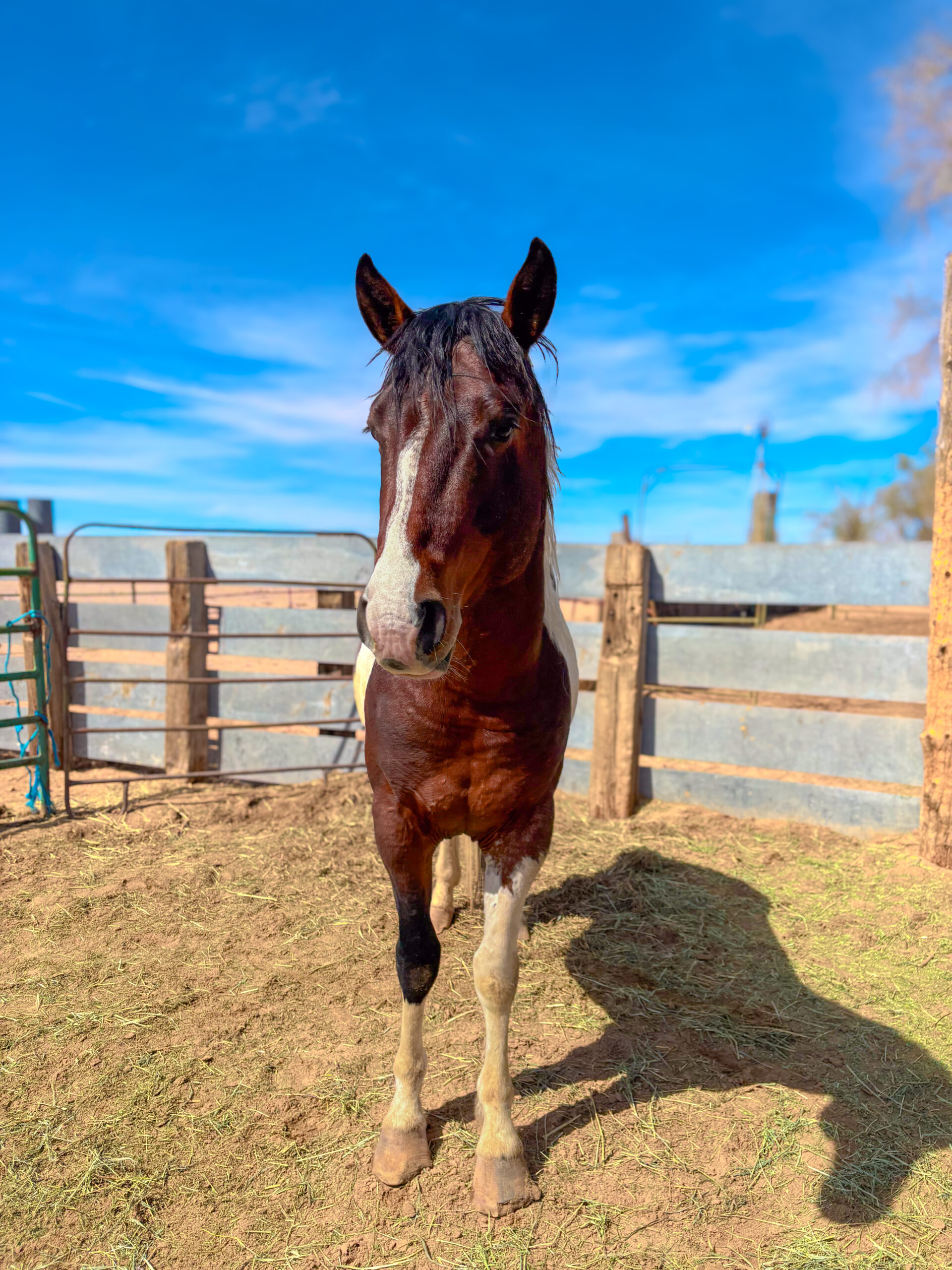 APHA Bay Tobiano Stallion