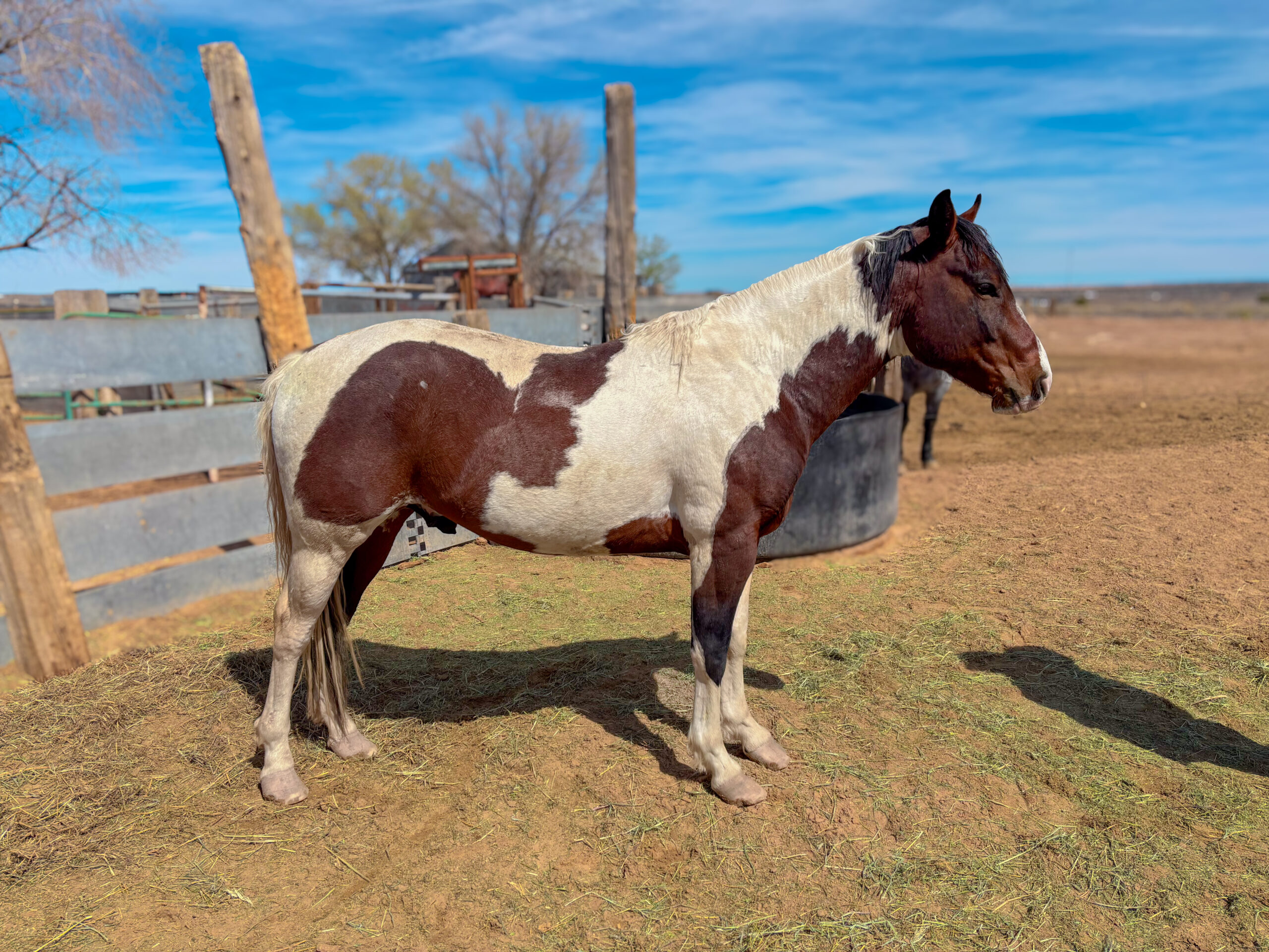 APHA Bay Tobiano Stallion