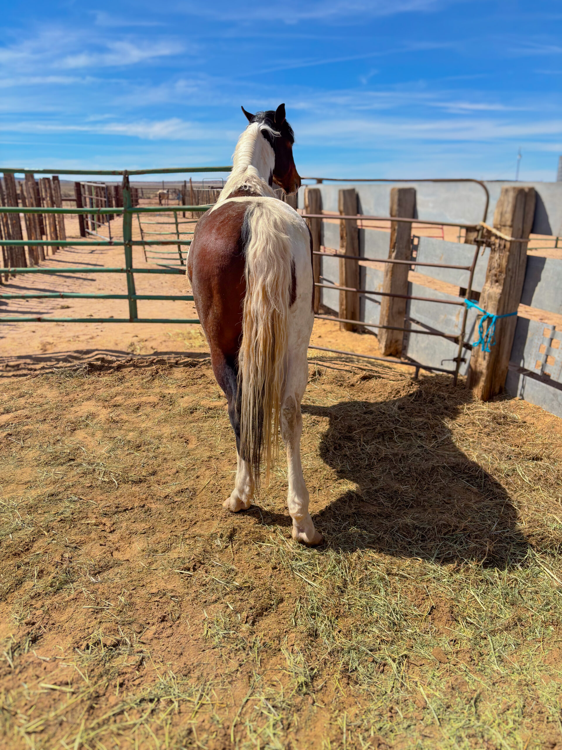 APHA Bay Tobiano Stallion