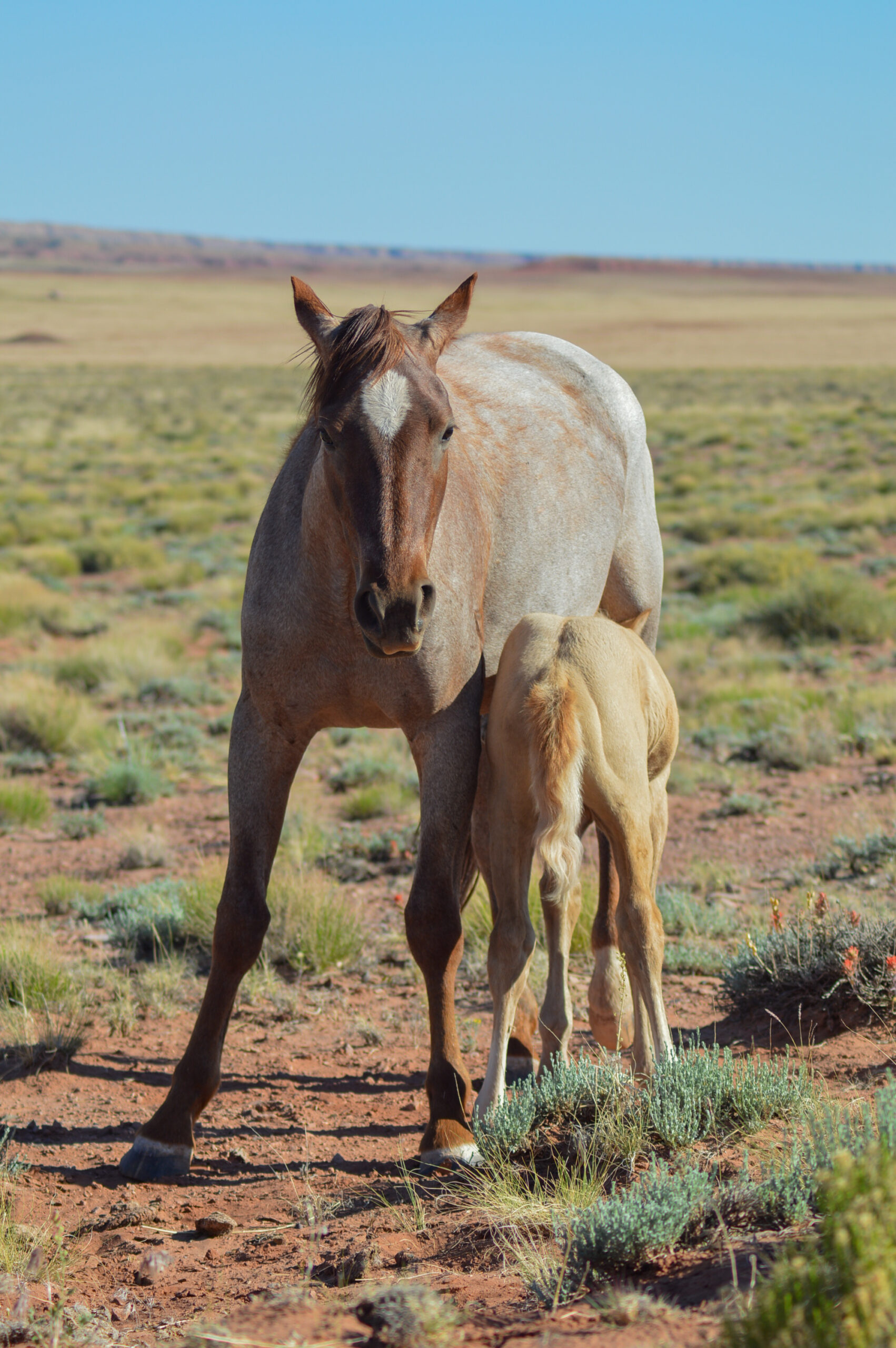 AQHA Chestnut Roan Mare