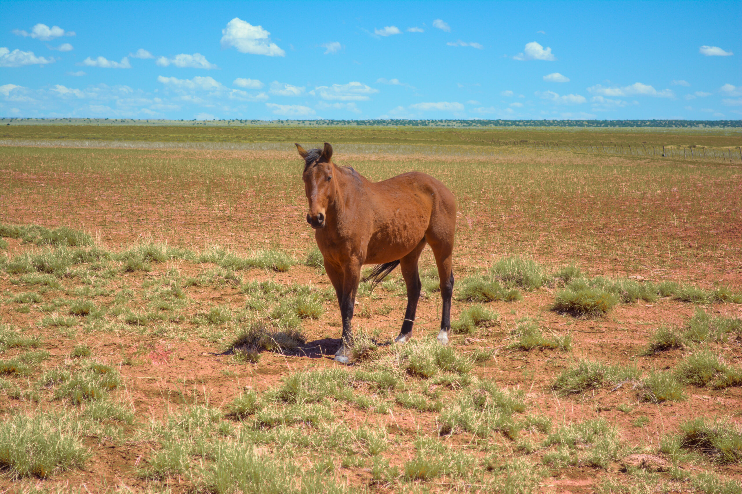 AQHA Bay  Mare