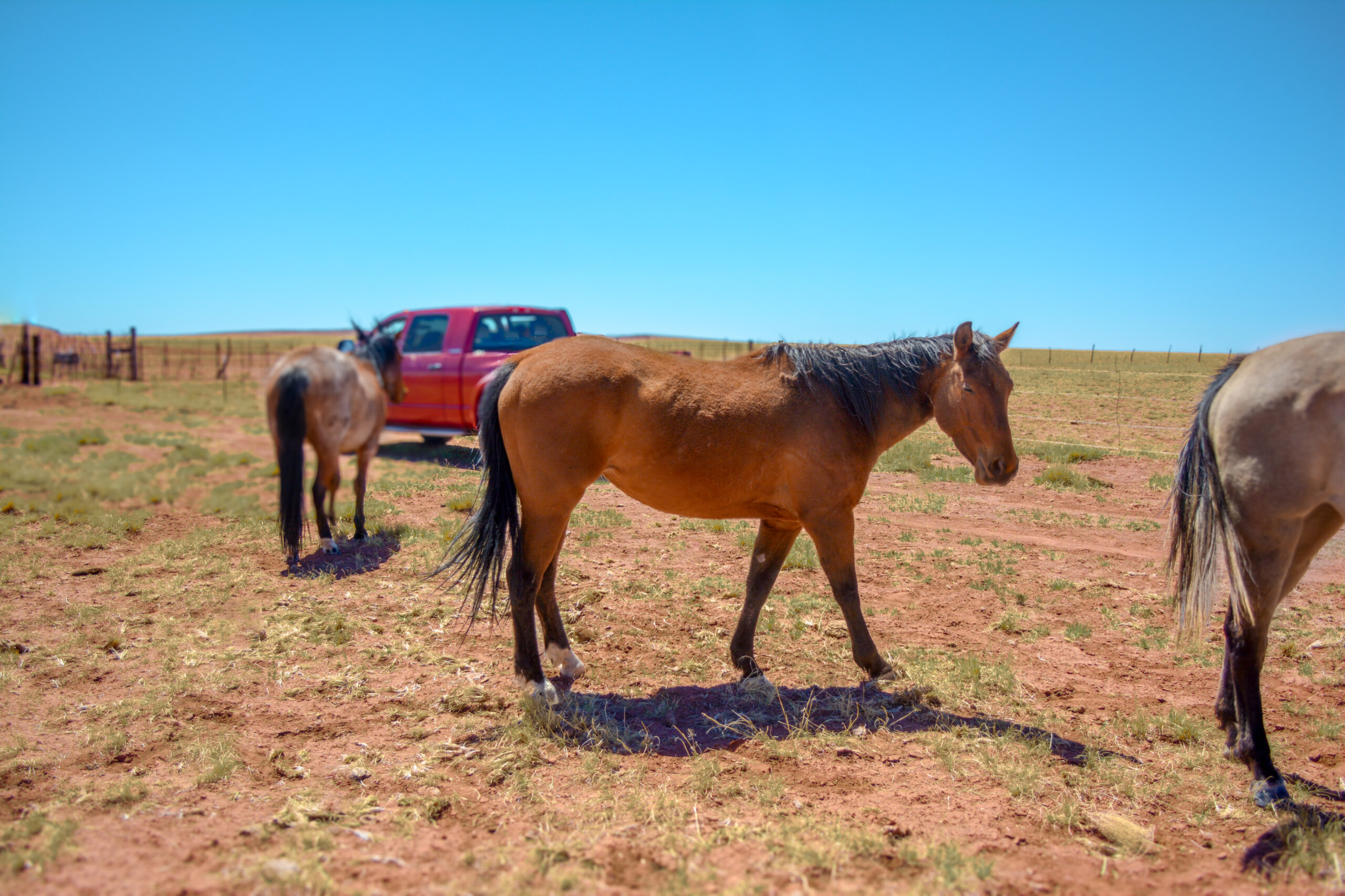 AQHA Bay Mare
