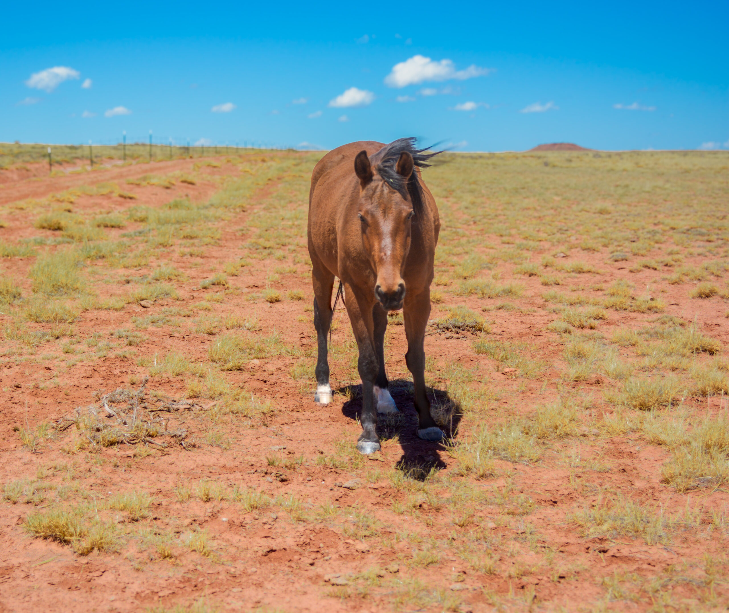 AQHA Bay  Mare