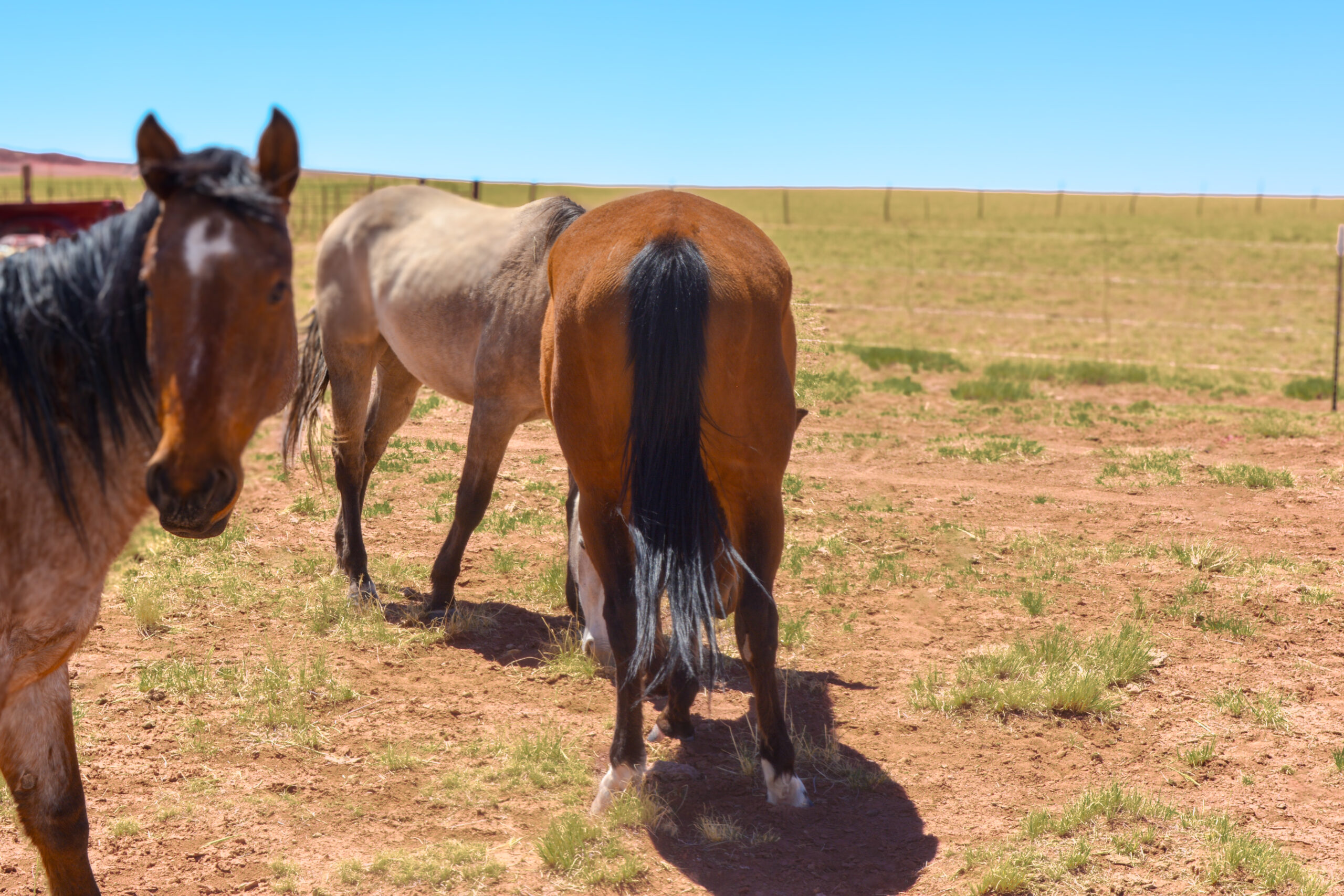 AQHA Bay  Mare