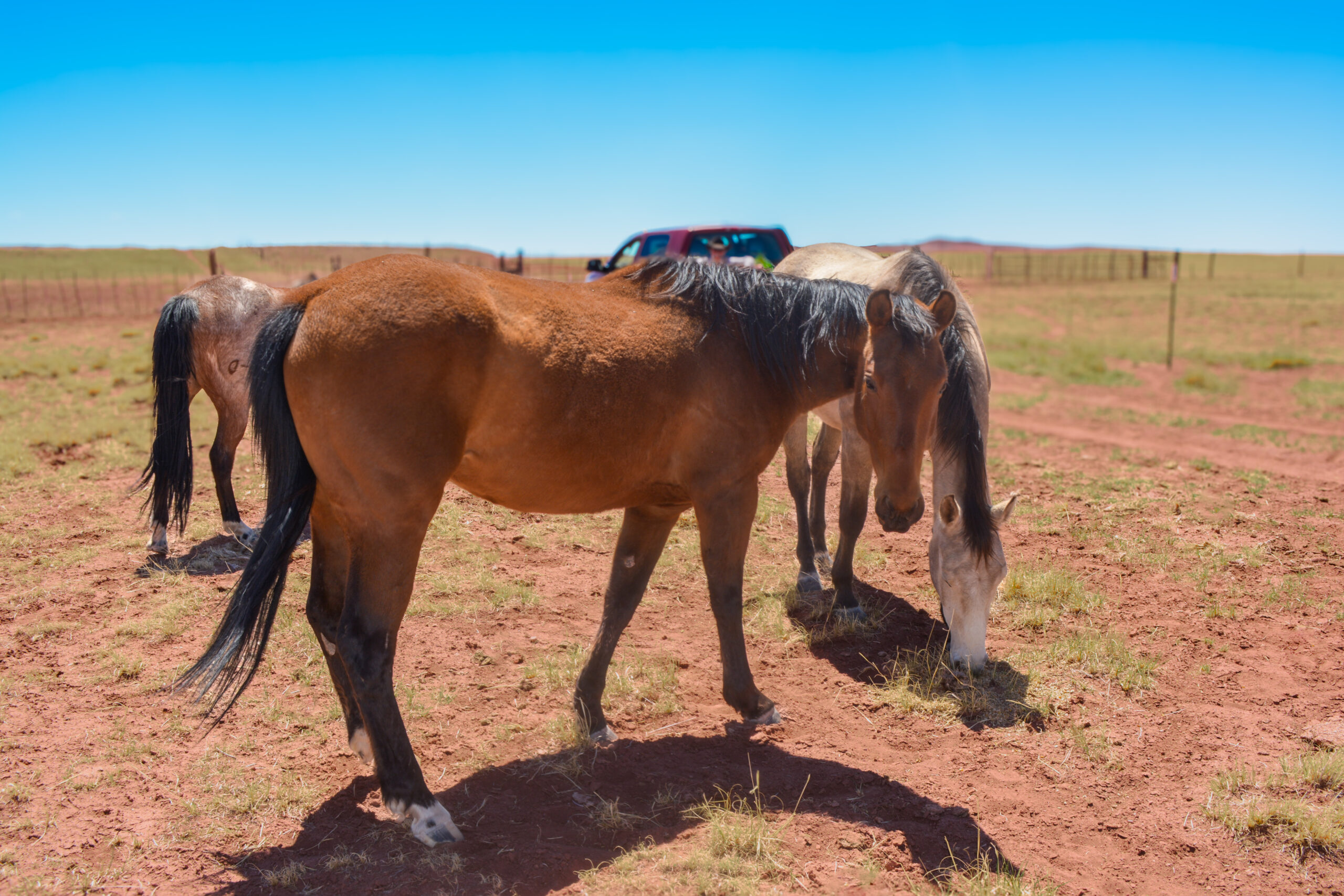 AQHA Bay  Mare