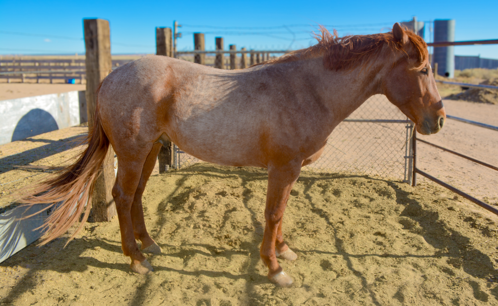 Part Draft Strawberry Roan Stallion