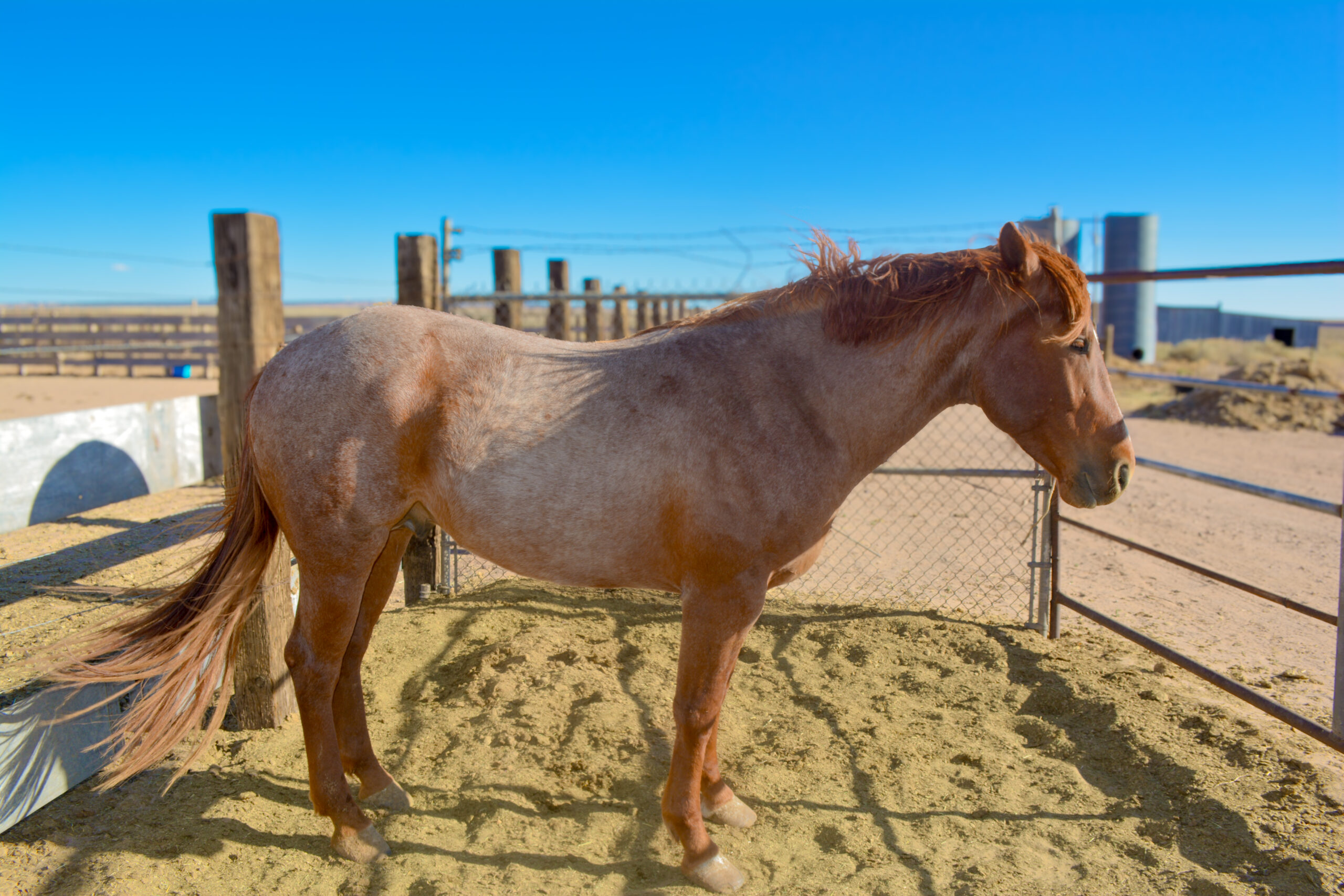 Part Draft Strawberry Roan Stallion