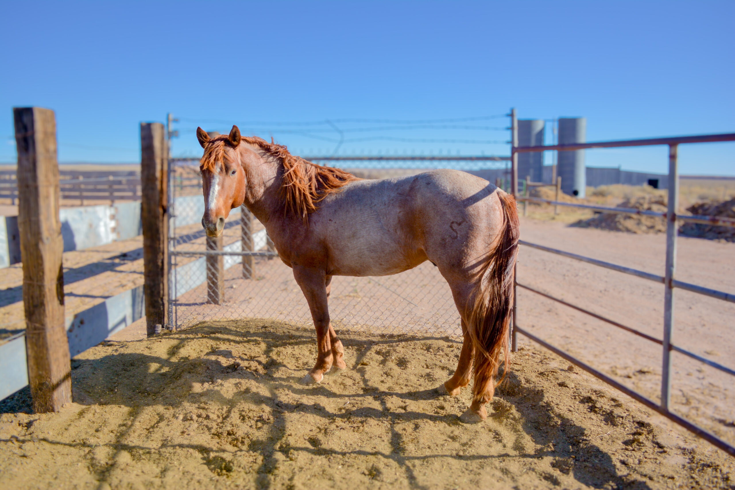Part Draft Strawberry Roan Stallion
