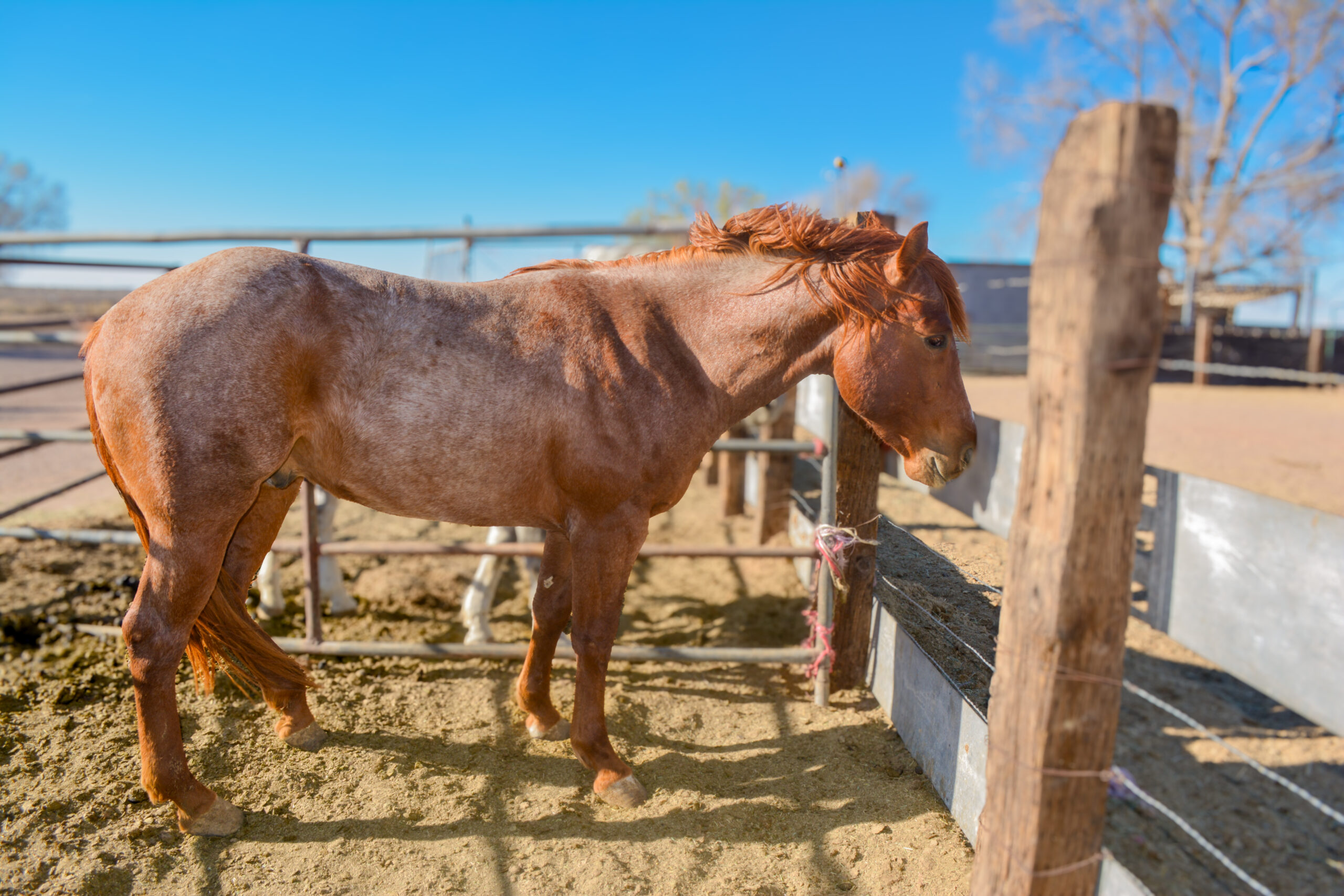 Part Draft Strawberry Roan Stallion
