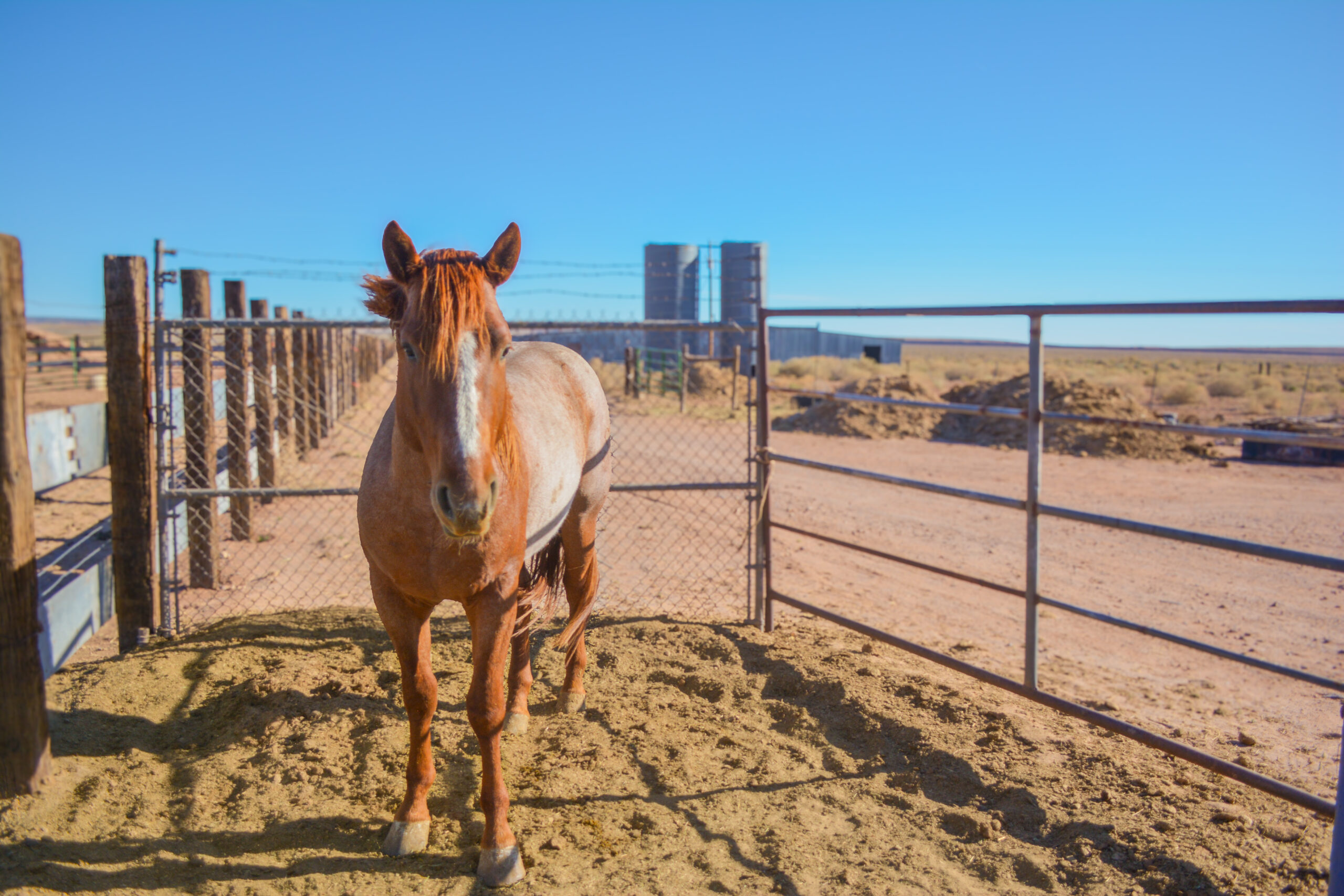 Part Draft Strawberry Roan Stallion