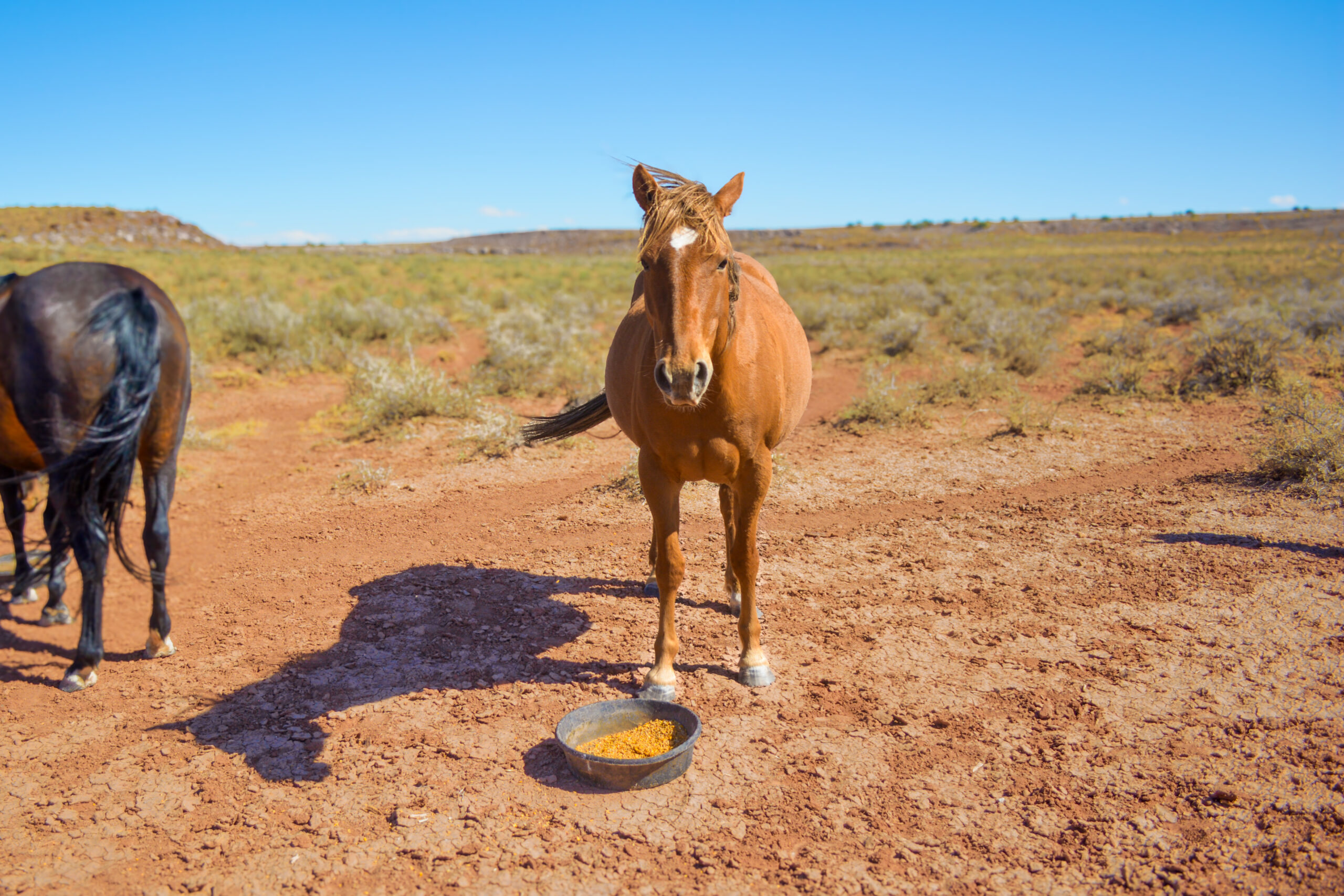 AQHA Red Dun Mare 