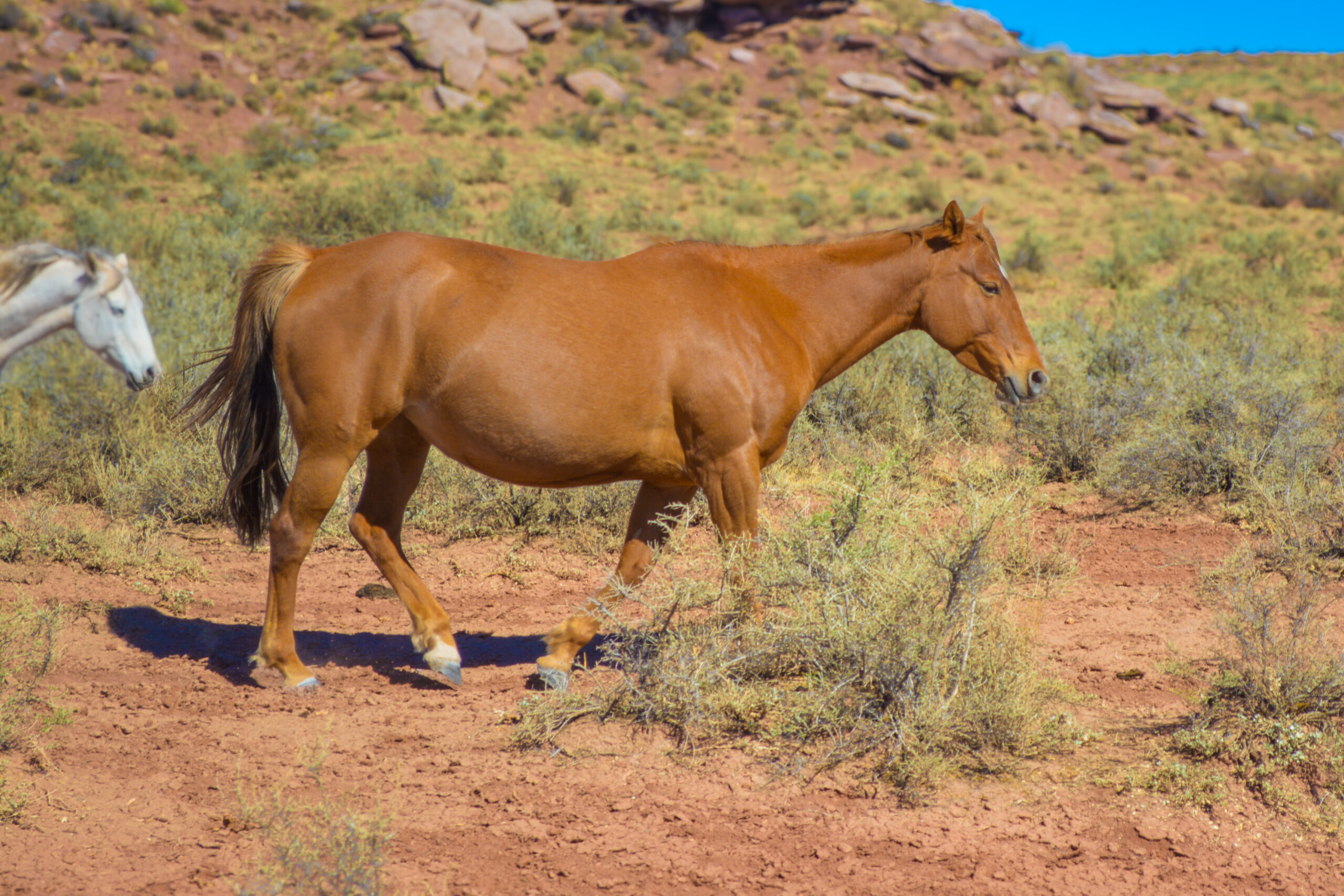 AQHA Red Dun Mare 