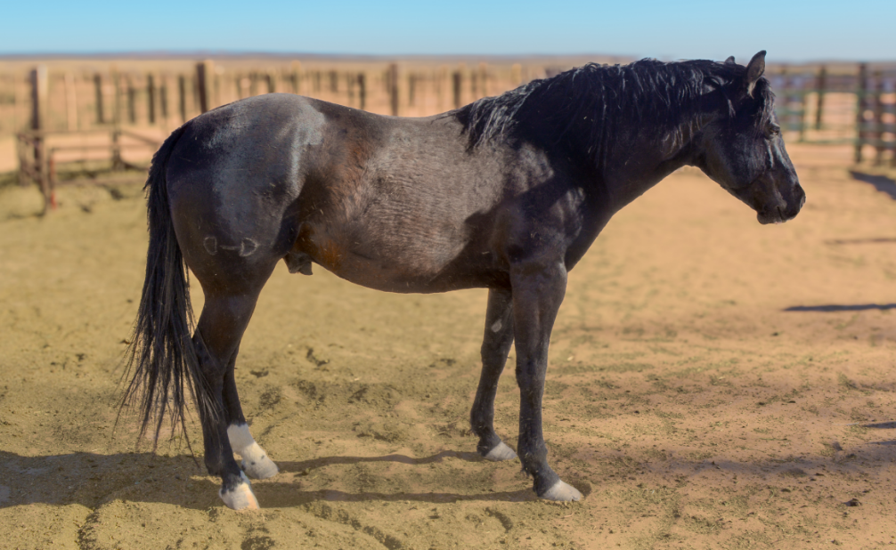 AQHA Black Stallion
