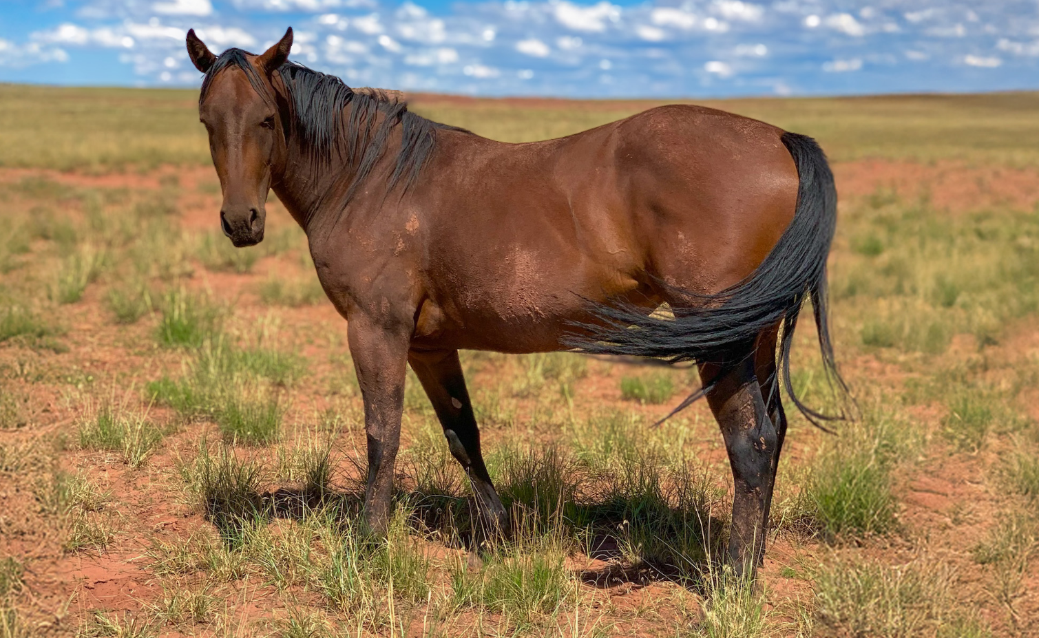 AQHA Bay Mare