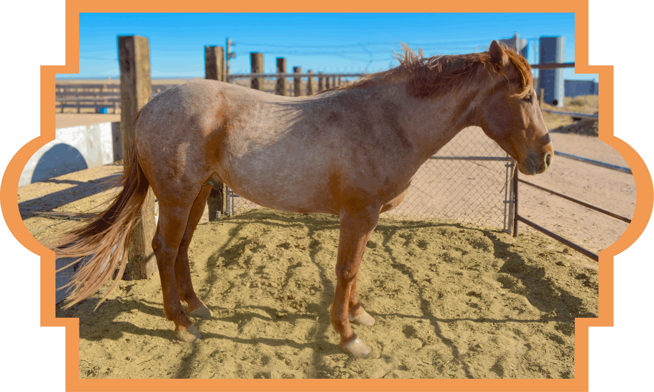 Strawberry Roan Part Draft Stallion
