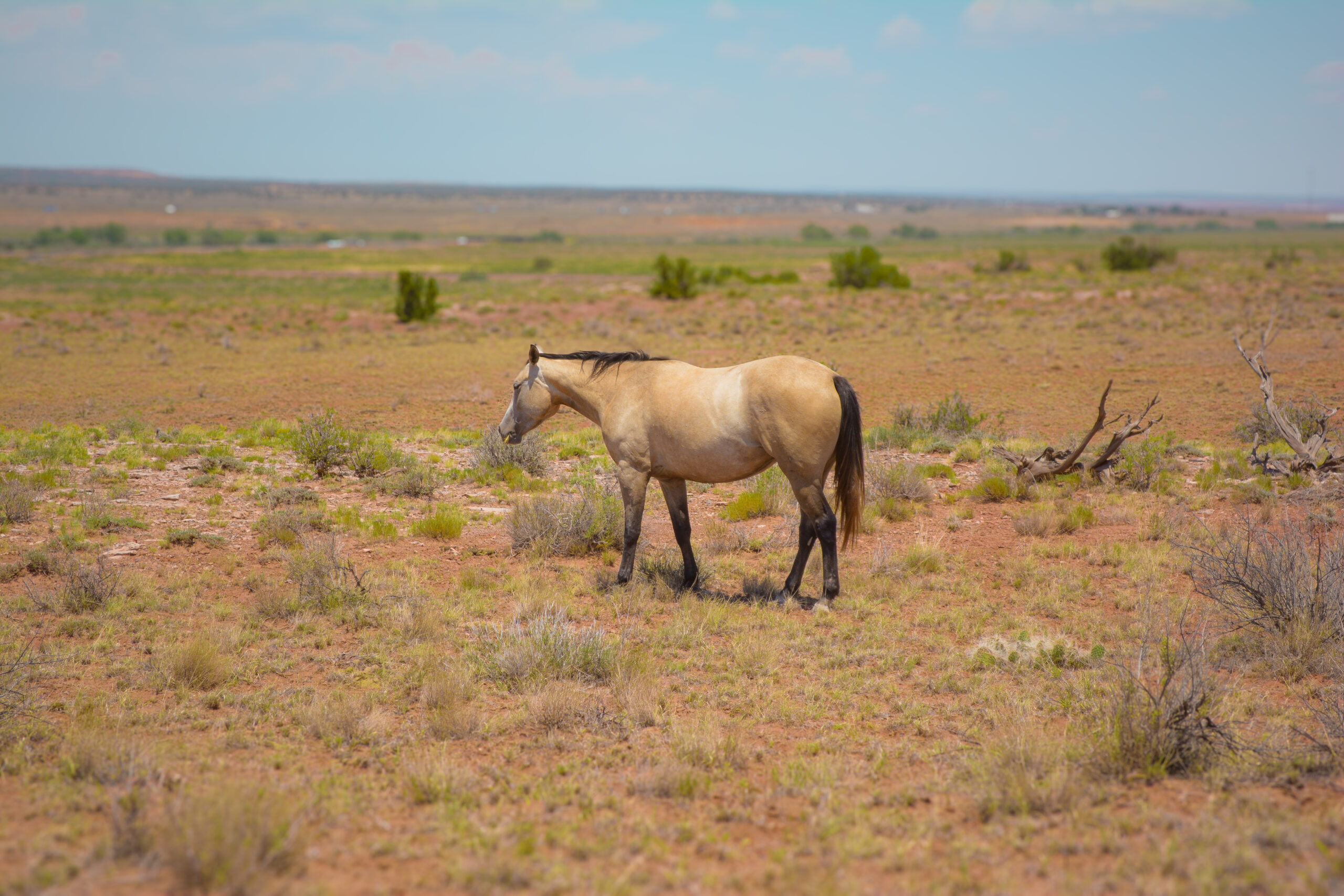 AQHA Buckskin Mare