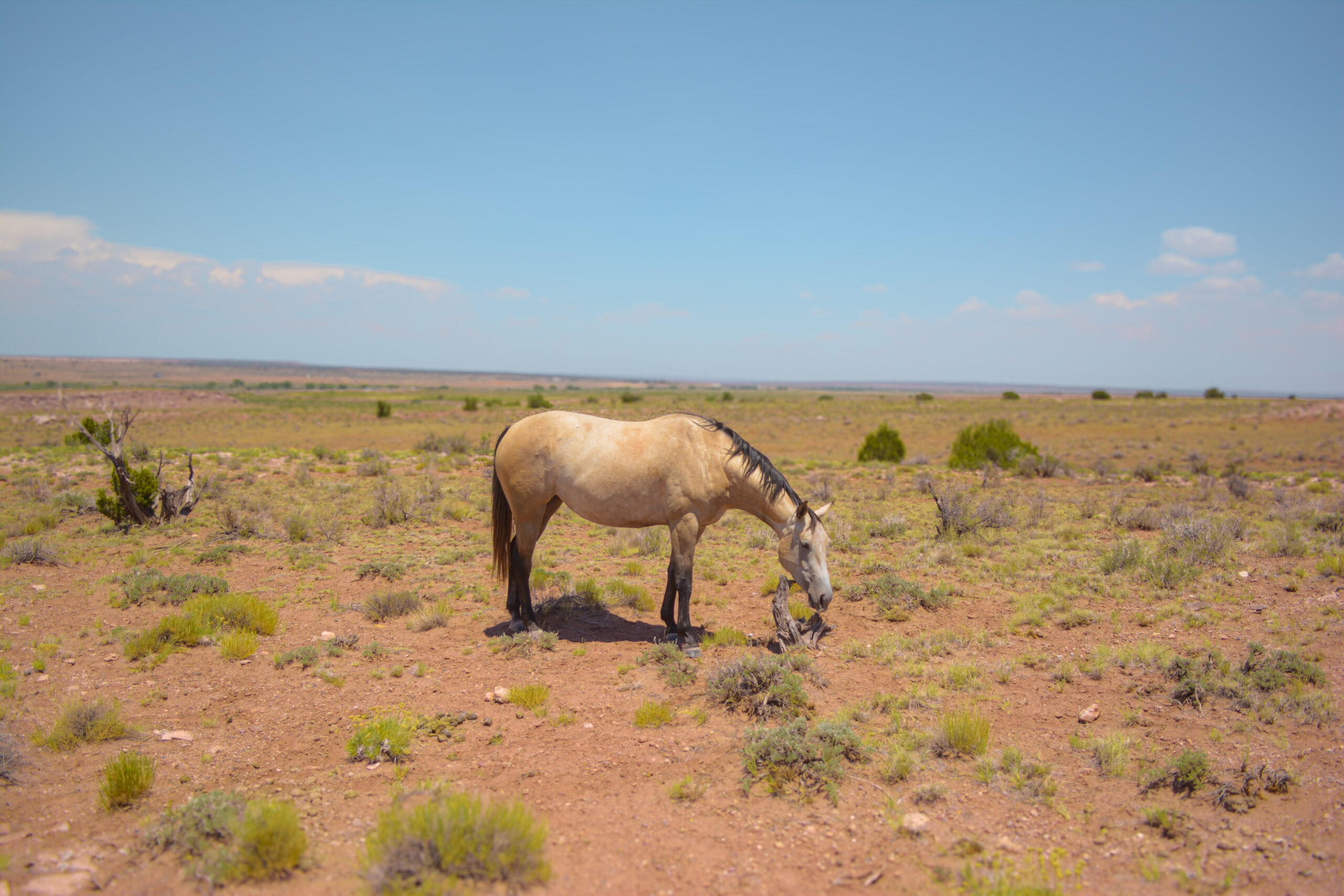 AQHA Buckskin Mare