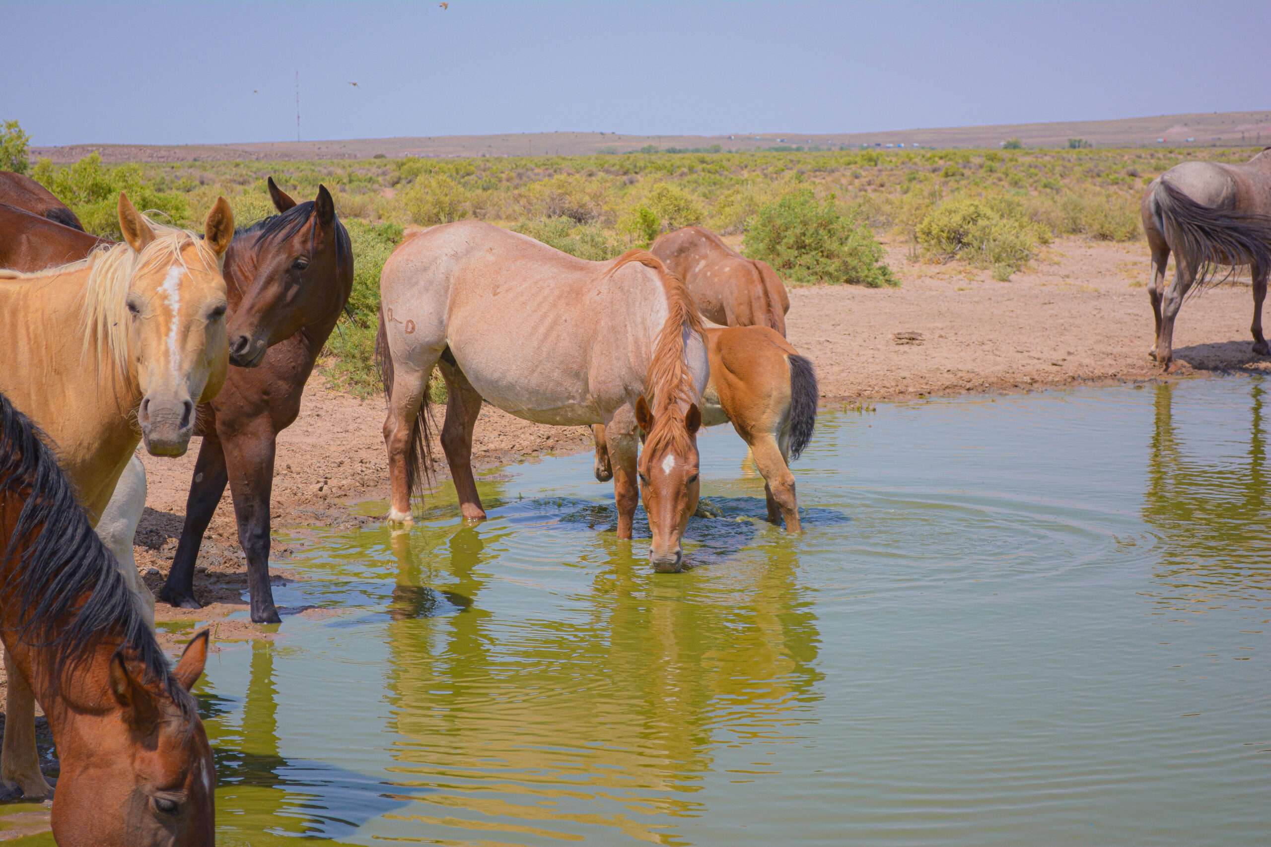 AQHA Strawberry Roan Mare