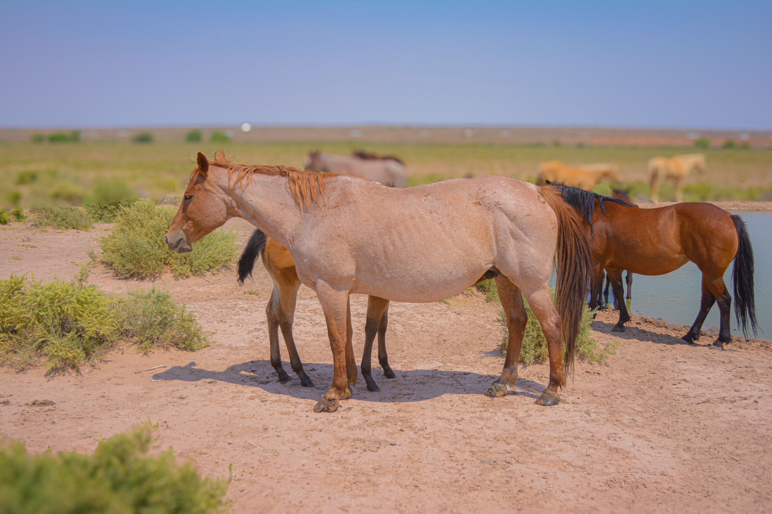 AQHA Strawberry Roan Mare