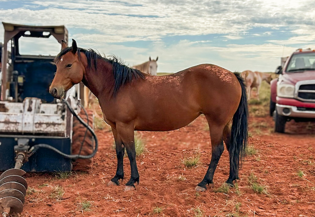 AQHA Bay Mare